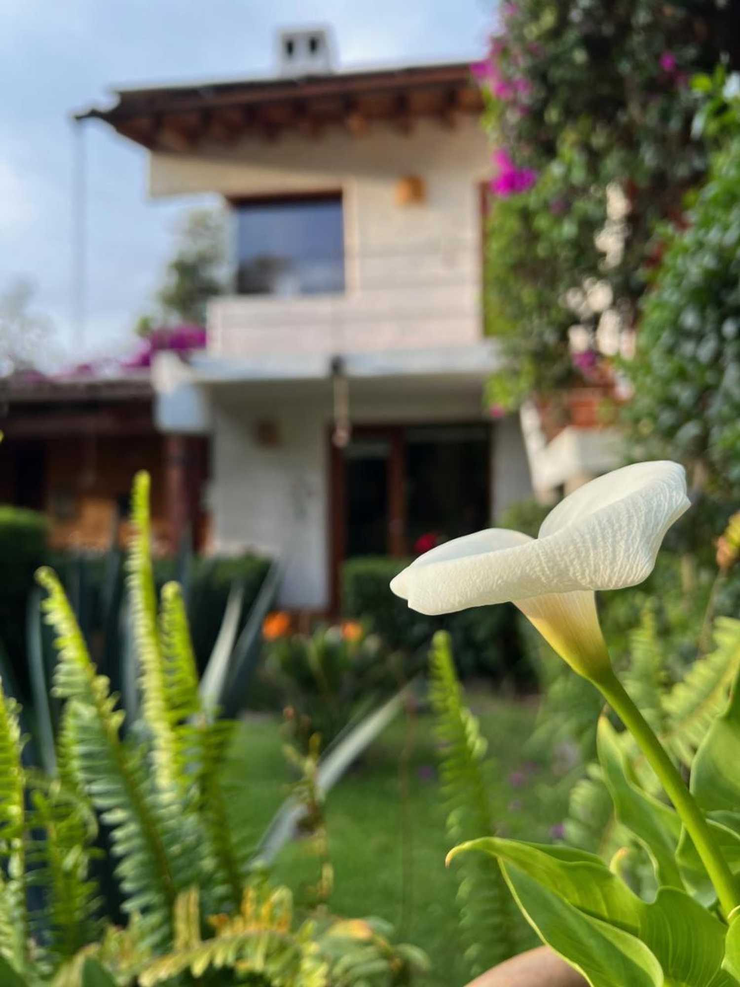 Gift card for Las Luciérnagas