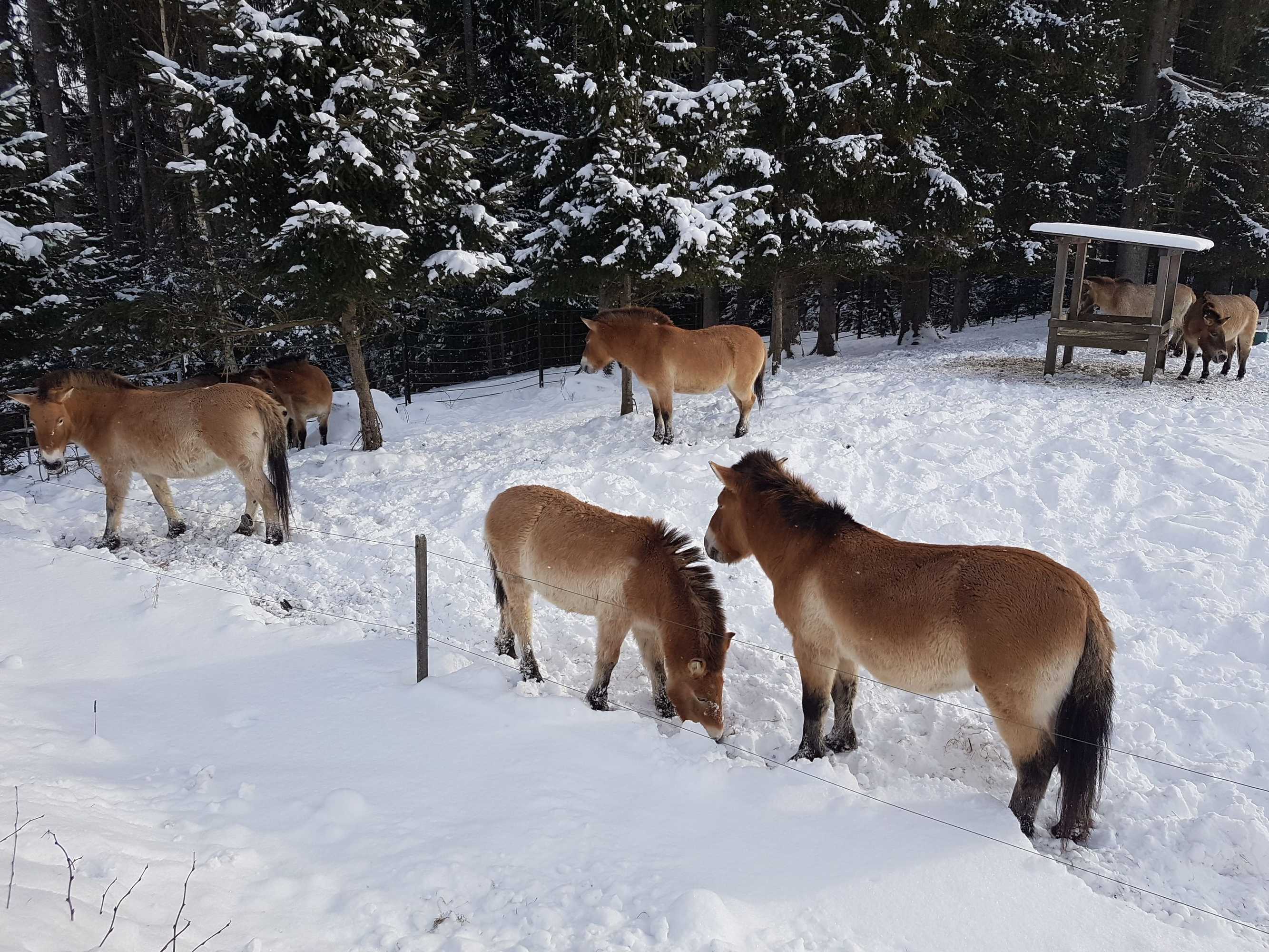 Gift card for Wildnisresidenz am Nationalpark