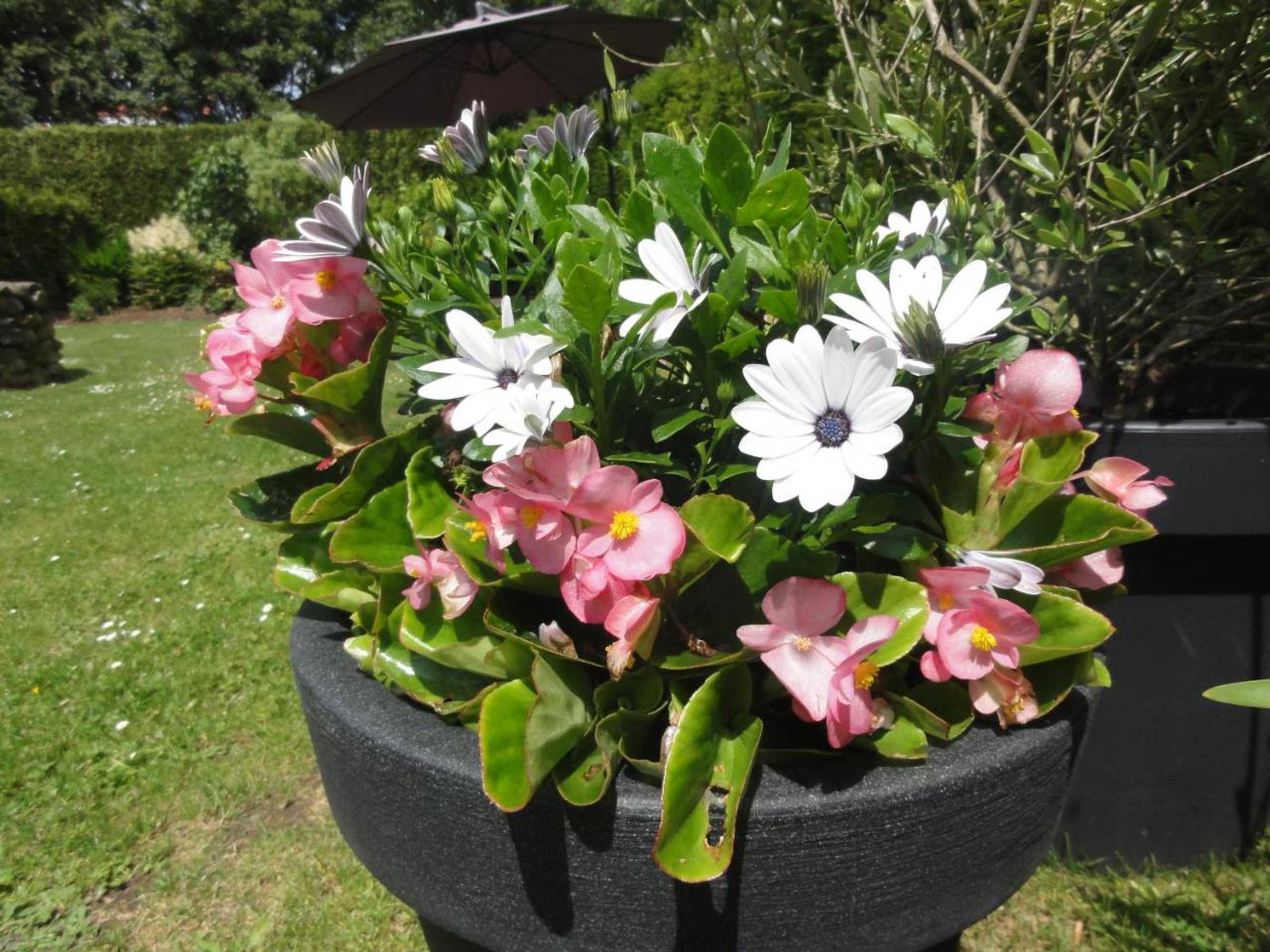 Gift card for B&b Appartementen Engelenhof