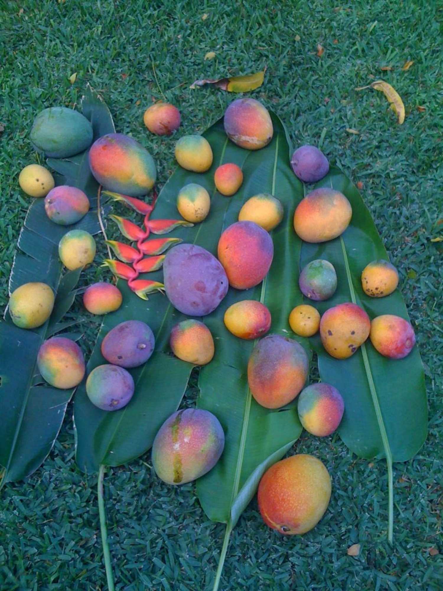 Gift card for Wailuku Guesthouse