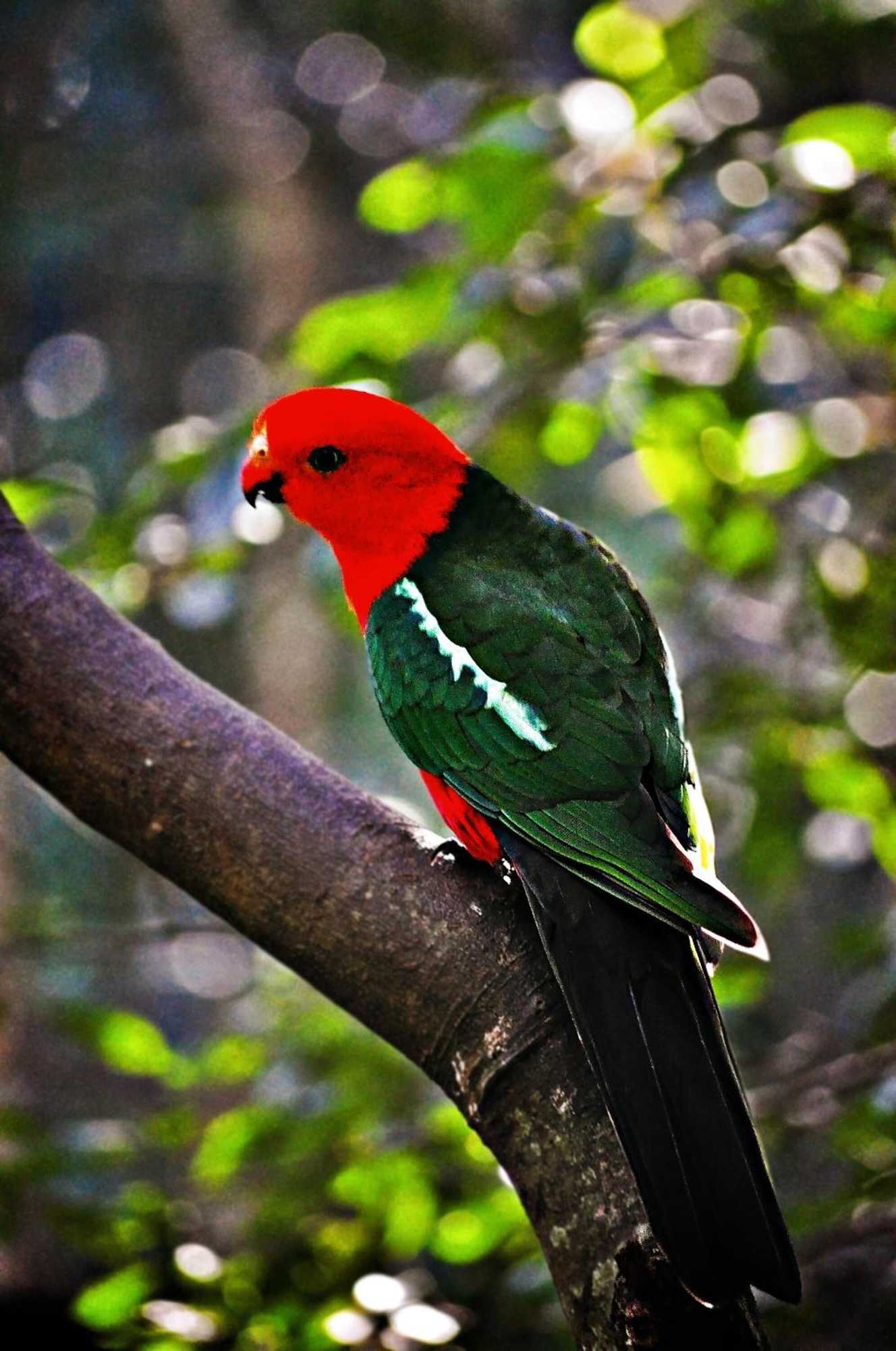 Gift card for Narrows Escape Rainforest Retreat