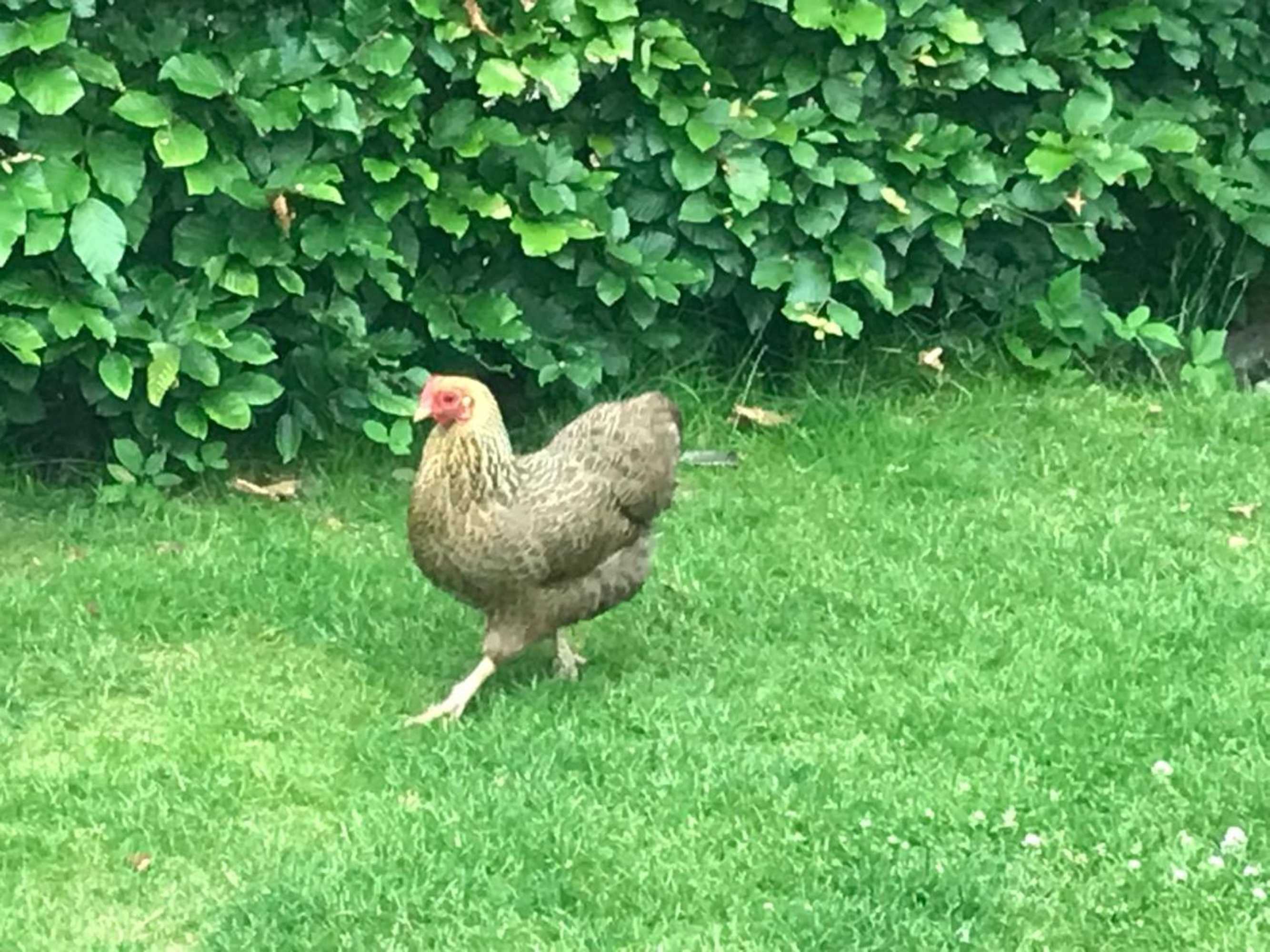 Gift card for The Pool House