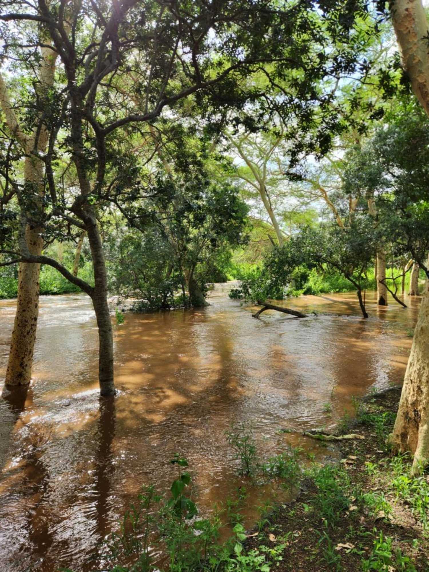 Gift card for Ubizane Zululand Tree Lodge