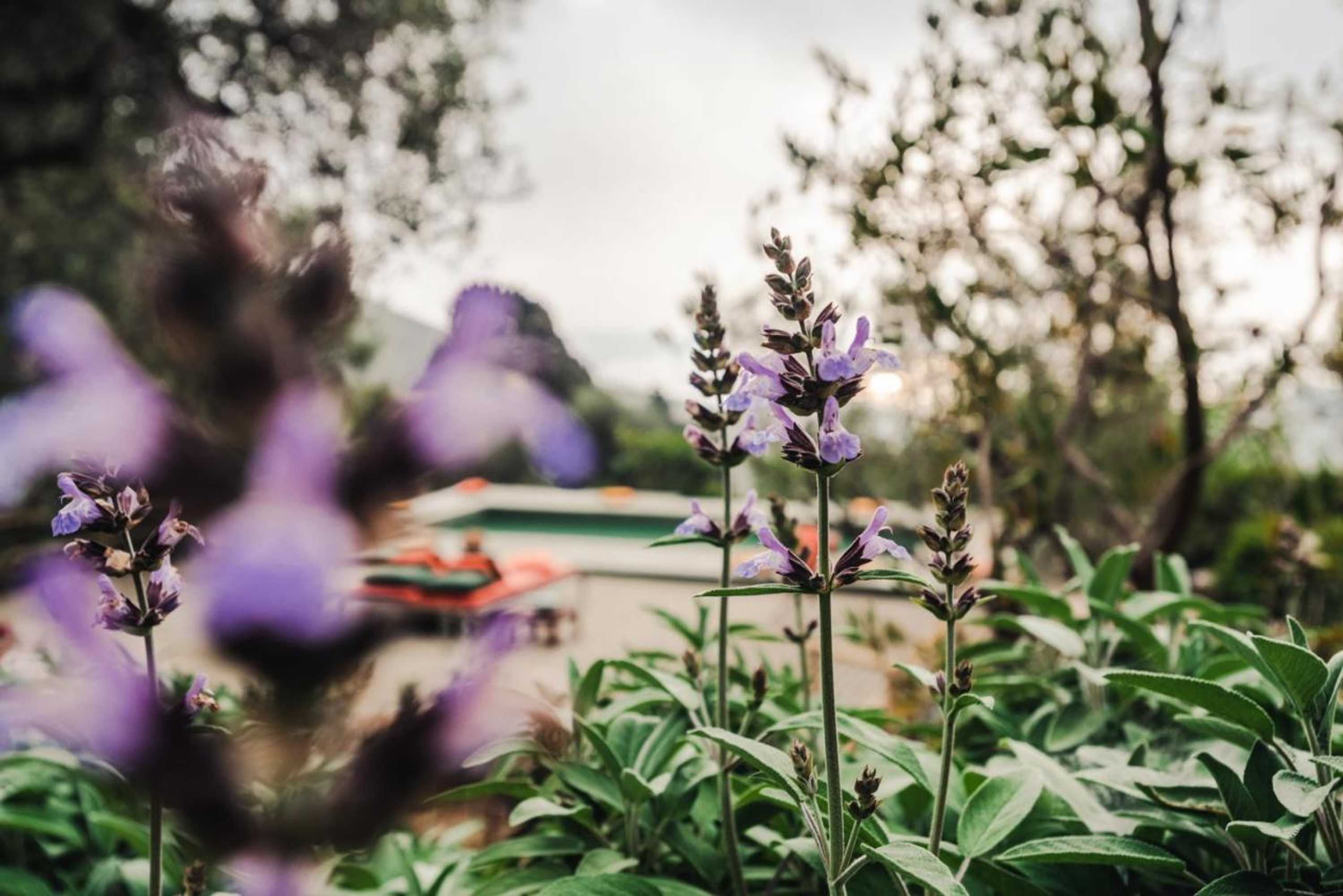 Gift card for Borgo Degli Ulivi