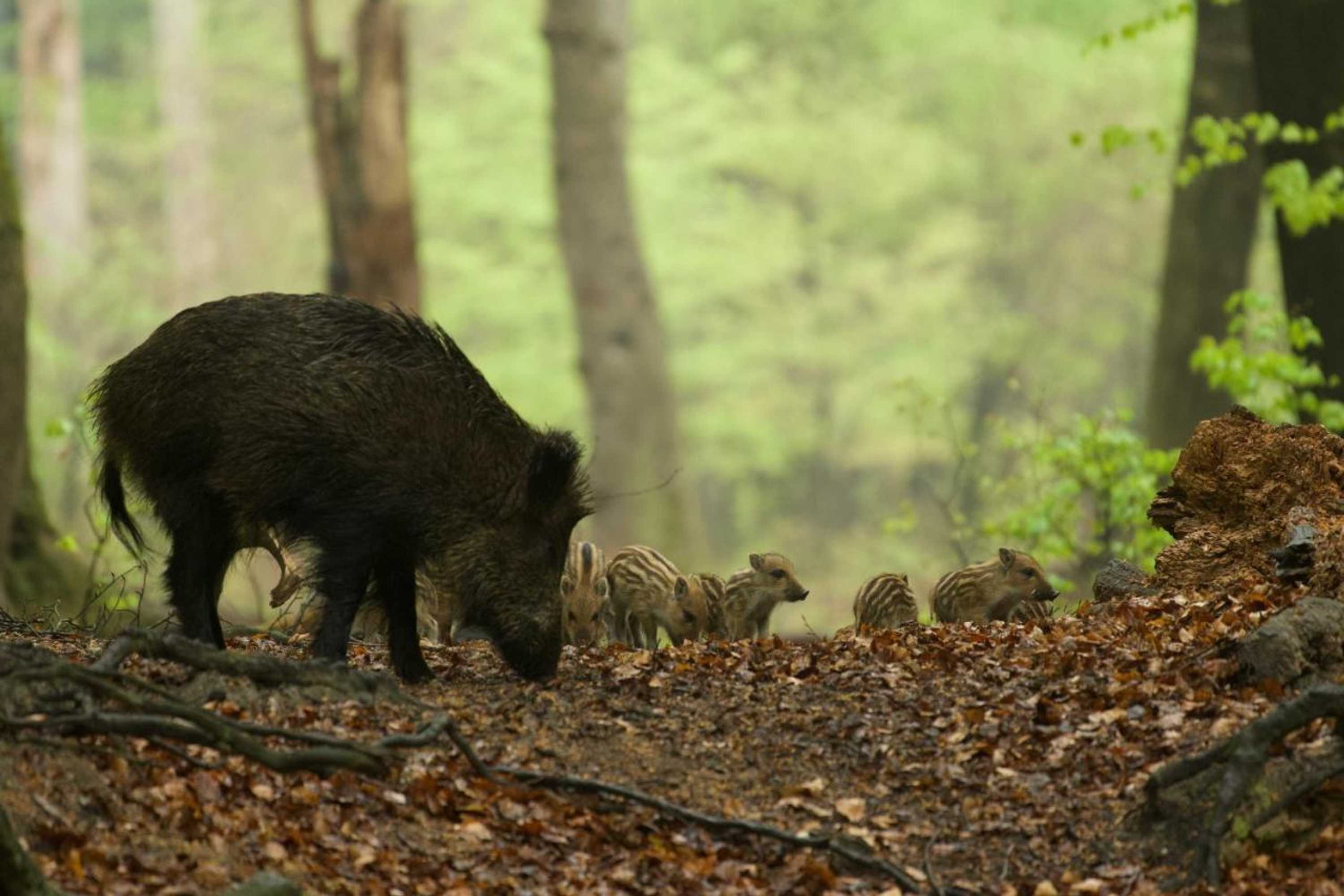 Gift card for Witte Berken Natuurhotel