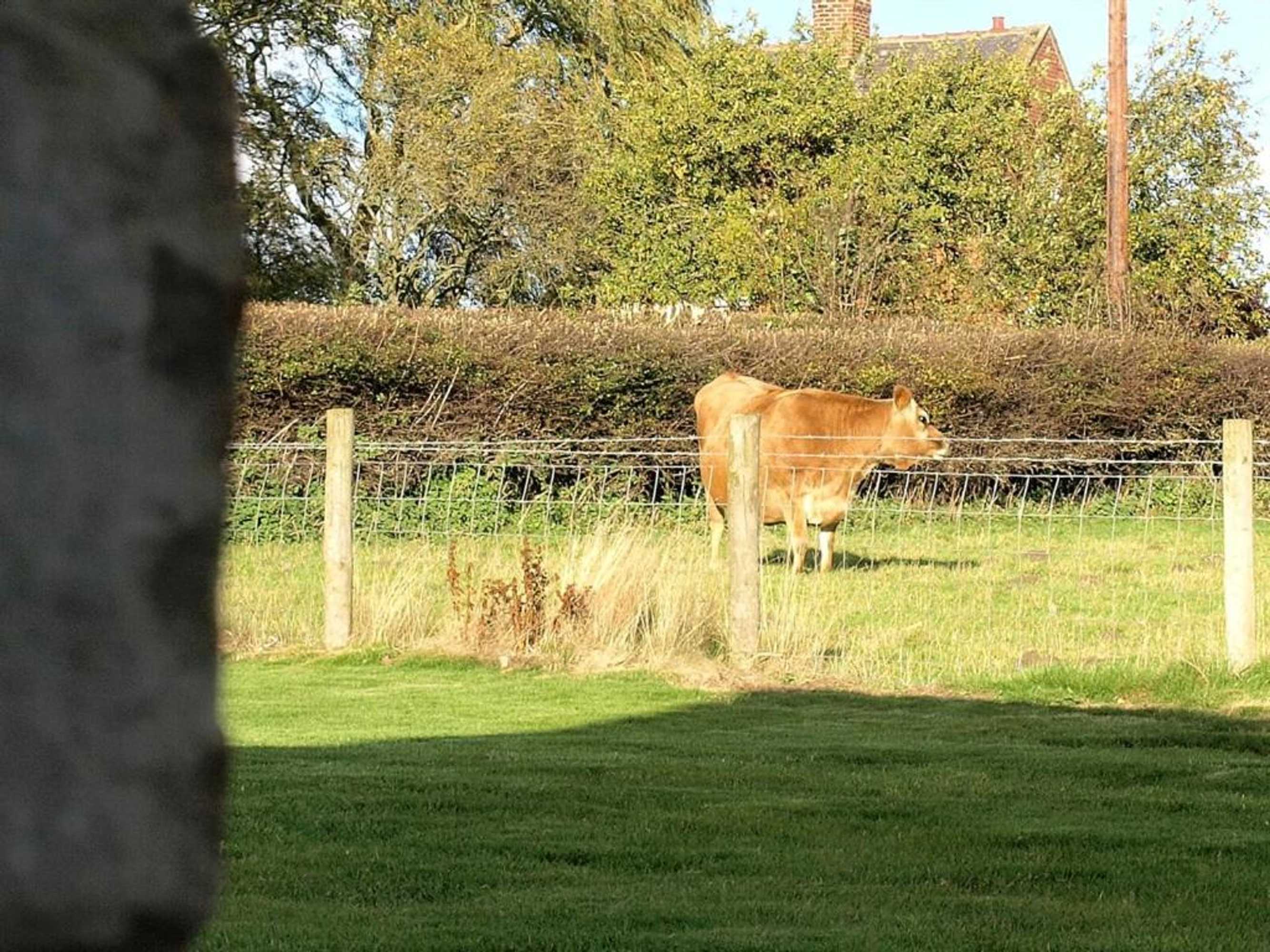 Gift card for Plum Tree Cottage