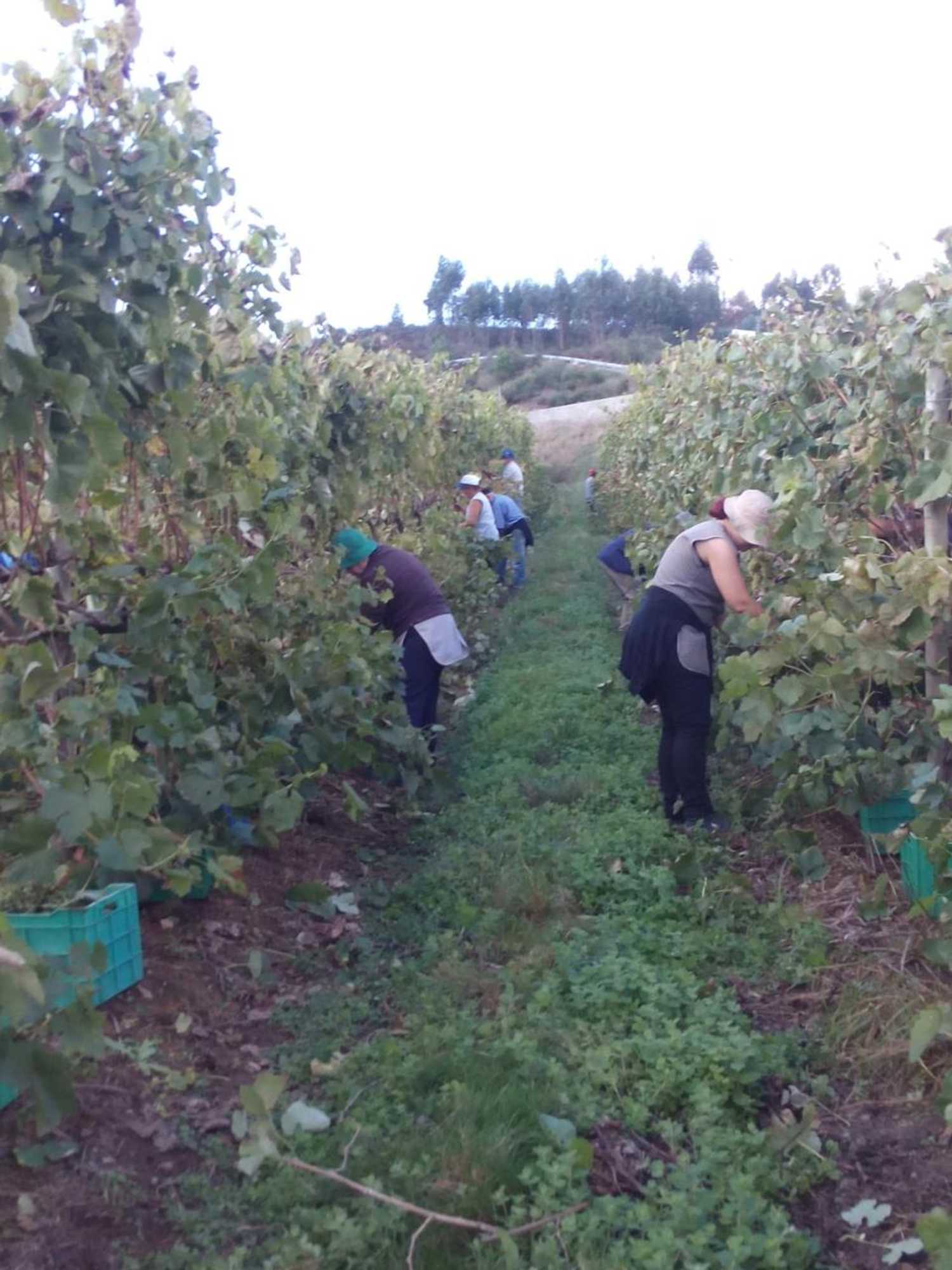 Gift card for Quinta de Lourosa