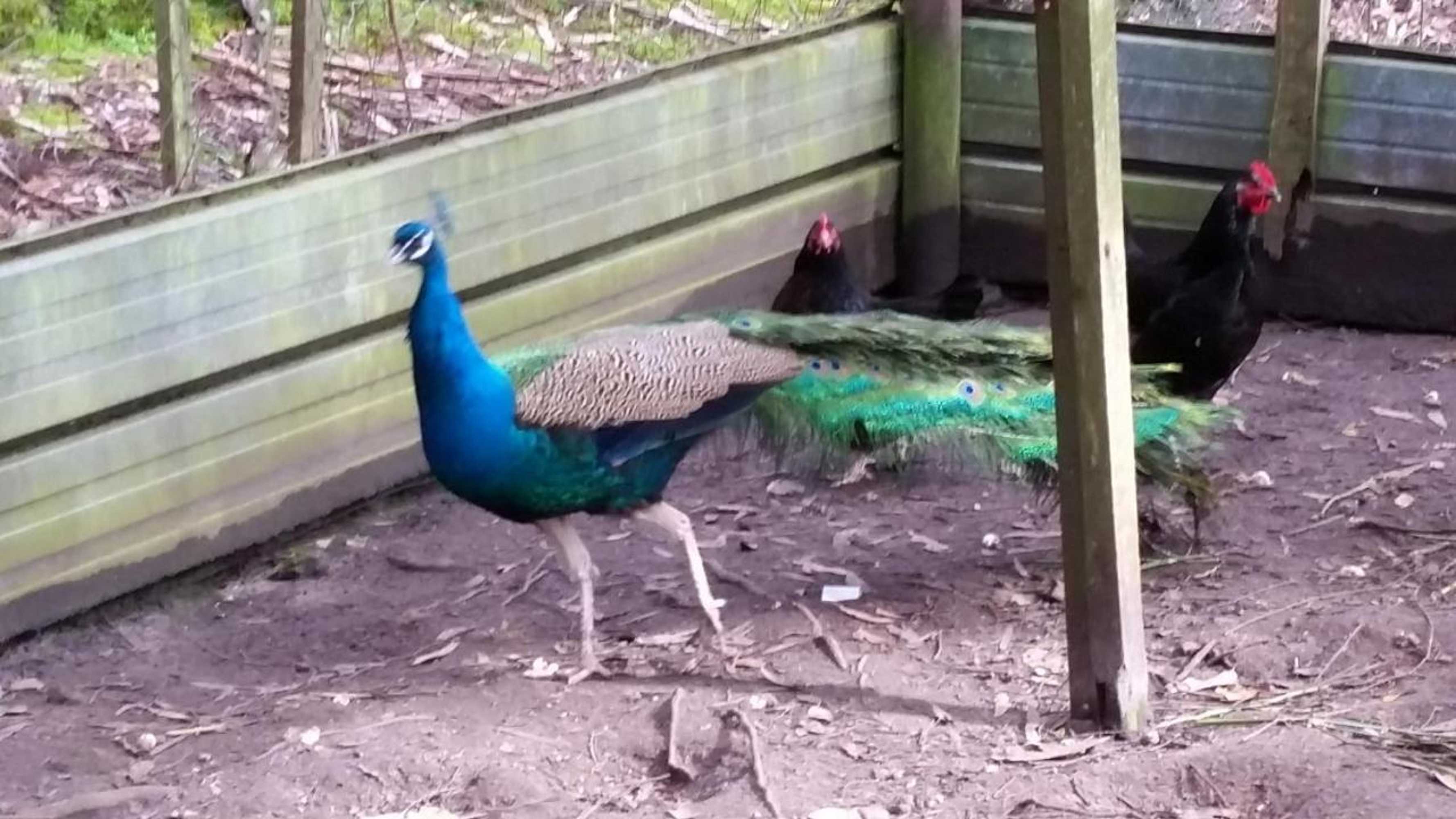 Gift card for Heavenly Farm B & B Tasmania