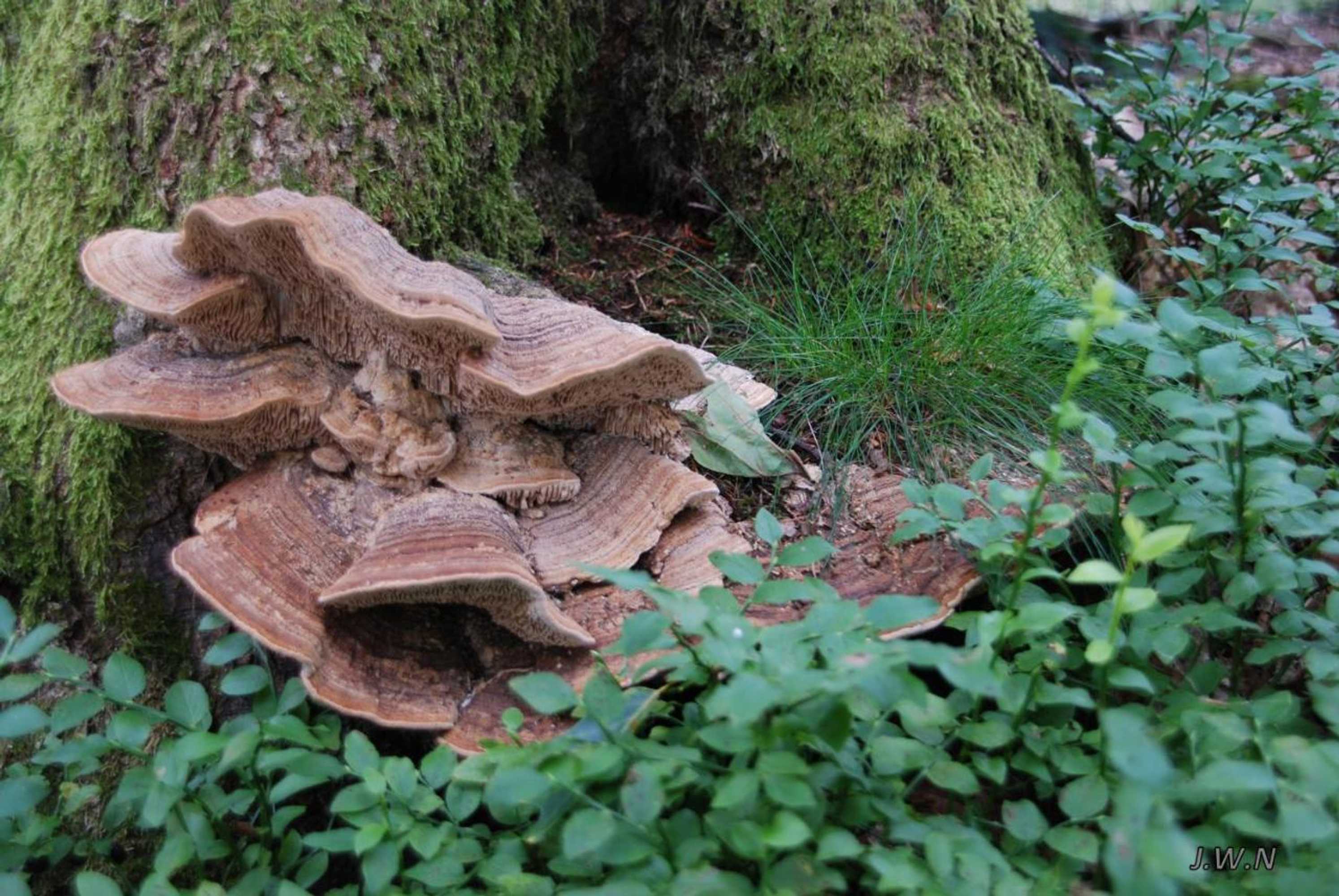 Gift card for De Priesnitzhoeve