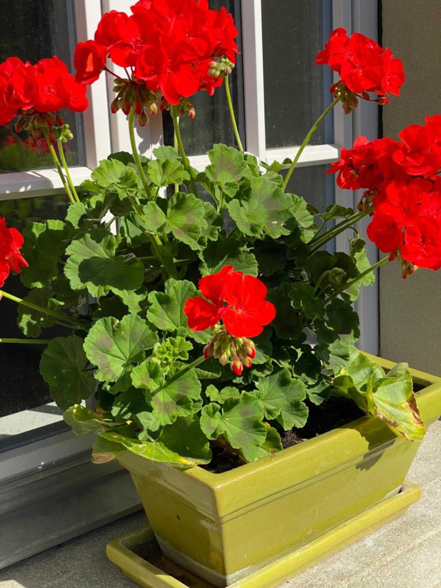 Gift card for B&b Tannen124