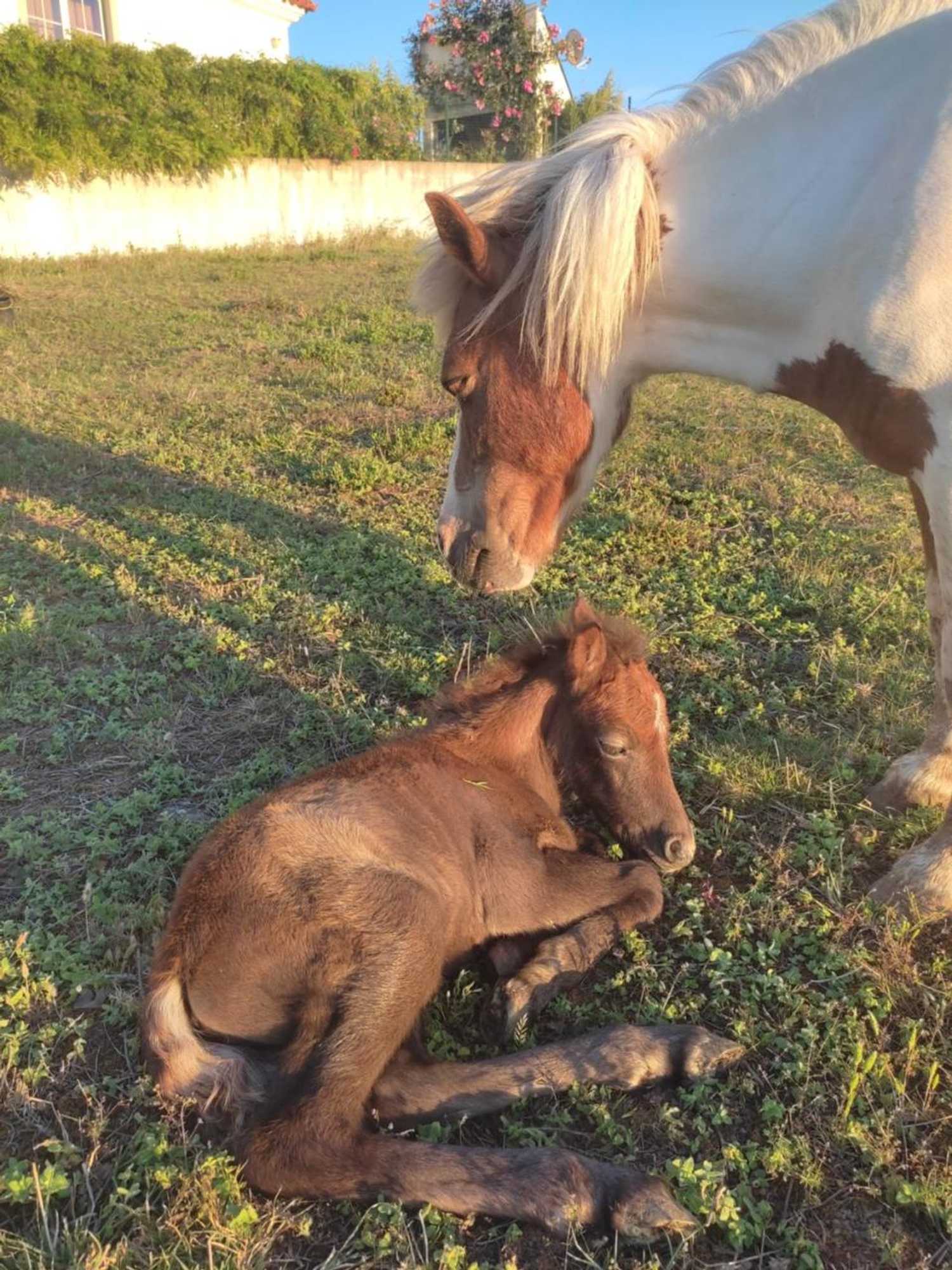 Gift card for Nature Et Al House Gift card for Nature Et Al House