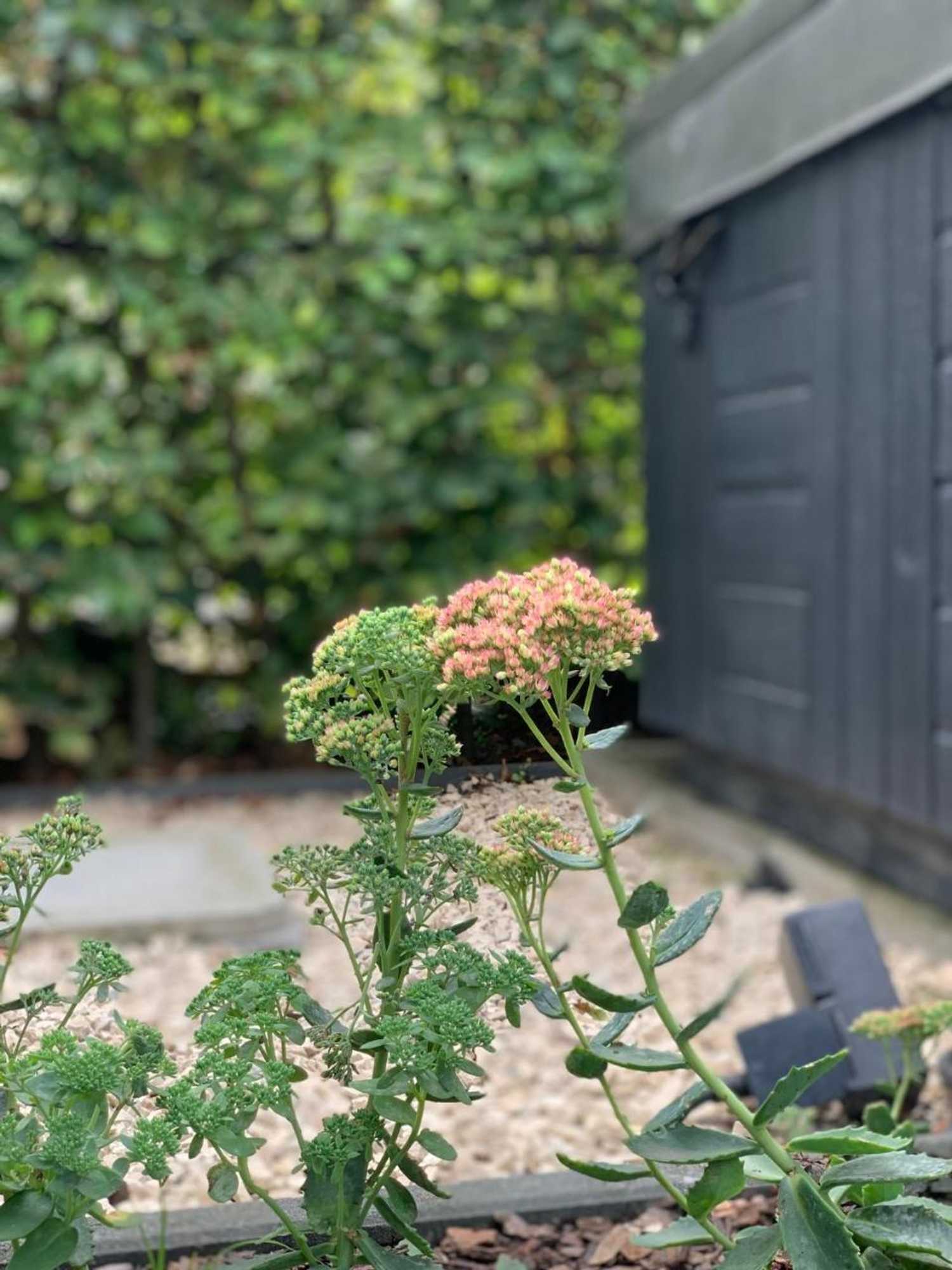 Gift card for Maas Lodge