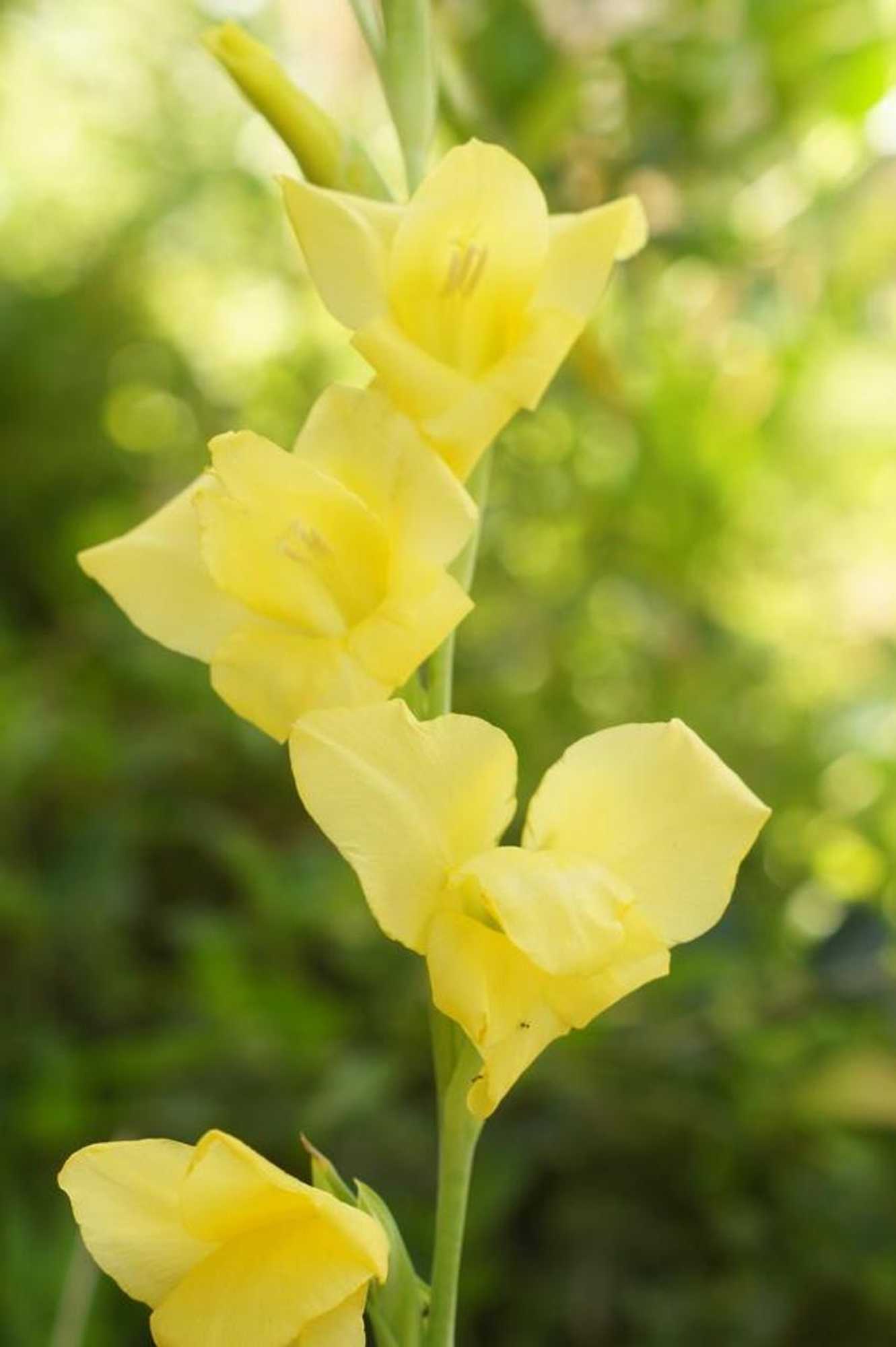 Gift card for The Fever Tree Guest House