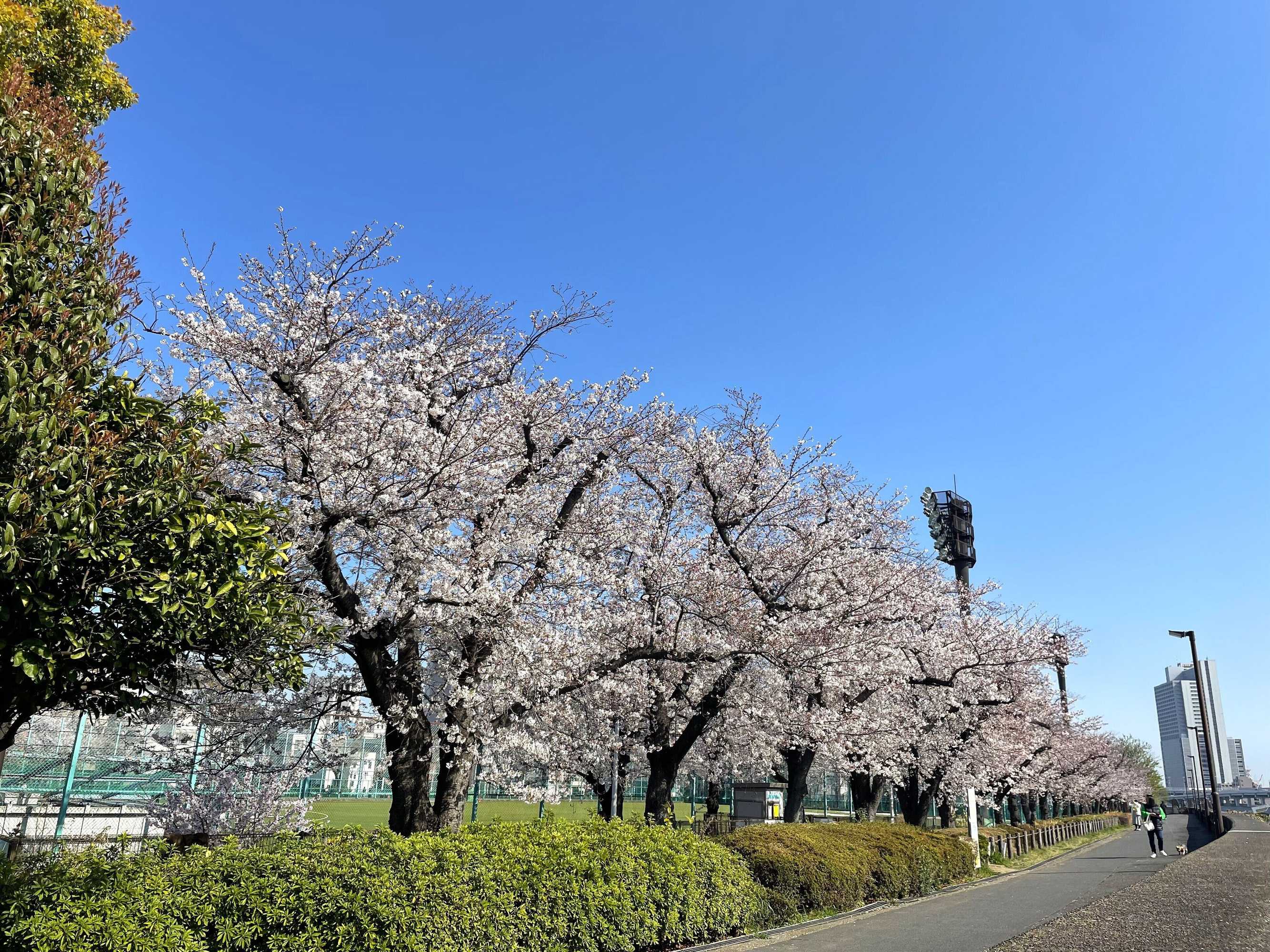 Gift card for Hotel Amanek Asakusa Sakurabashi Gift card for Hotel Amanek Asakusa Sakurabashi