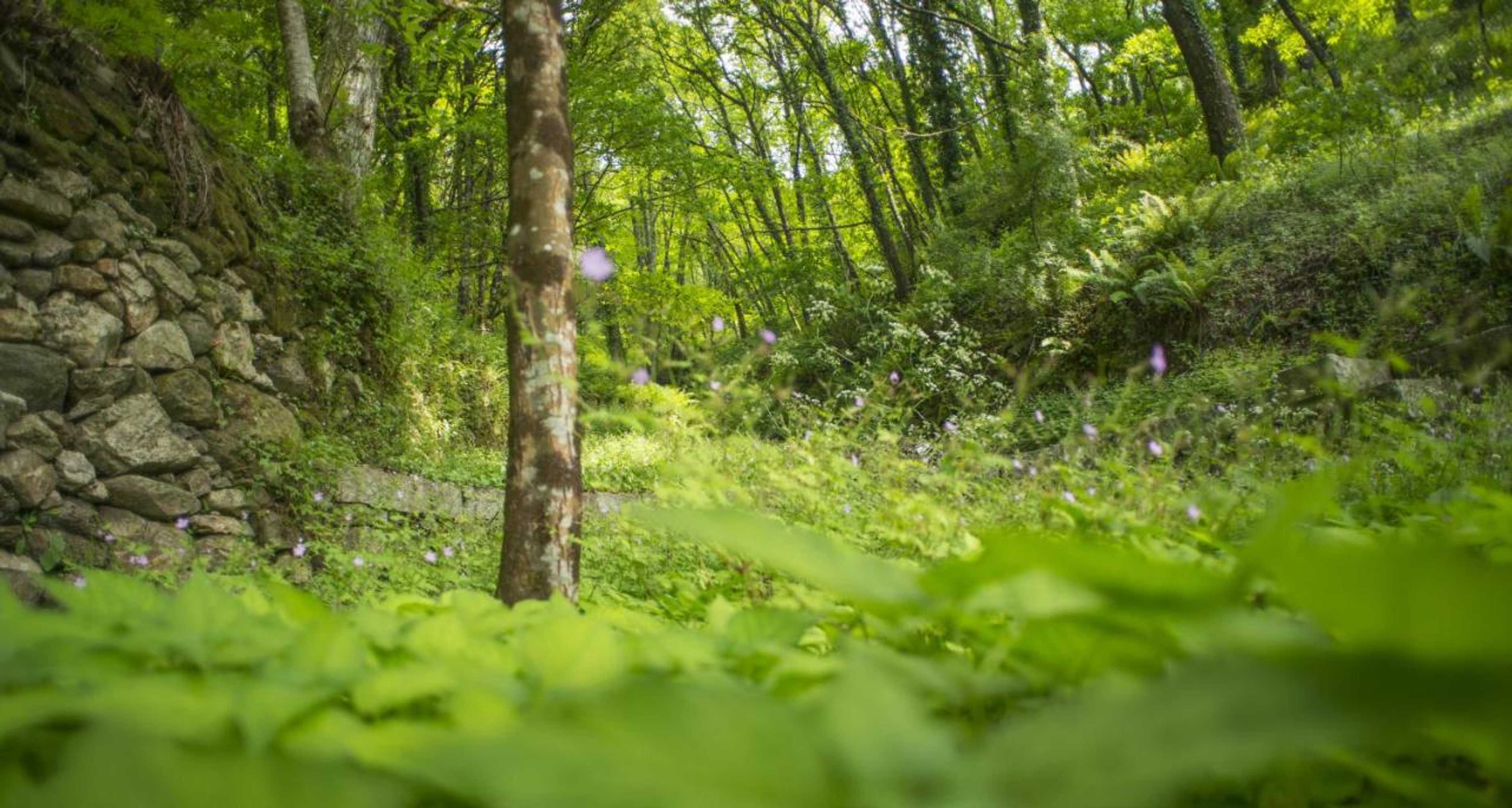 Gift card for Quinta do Fontelo