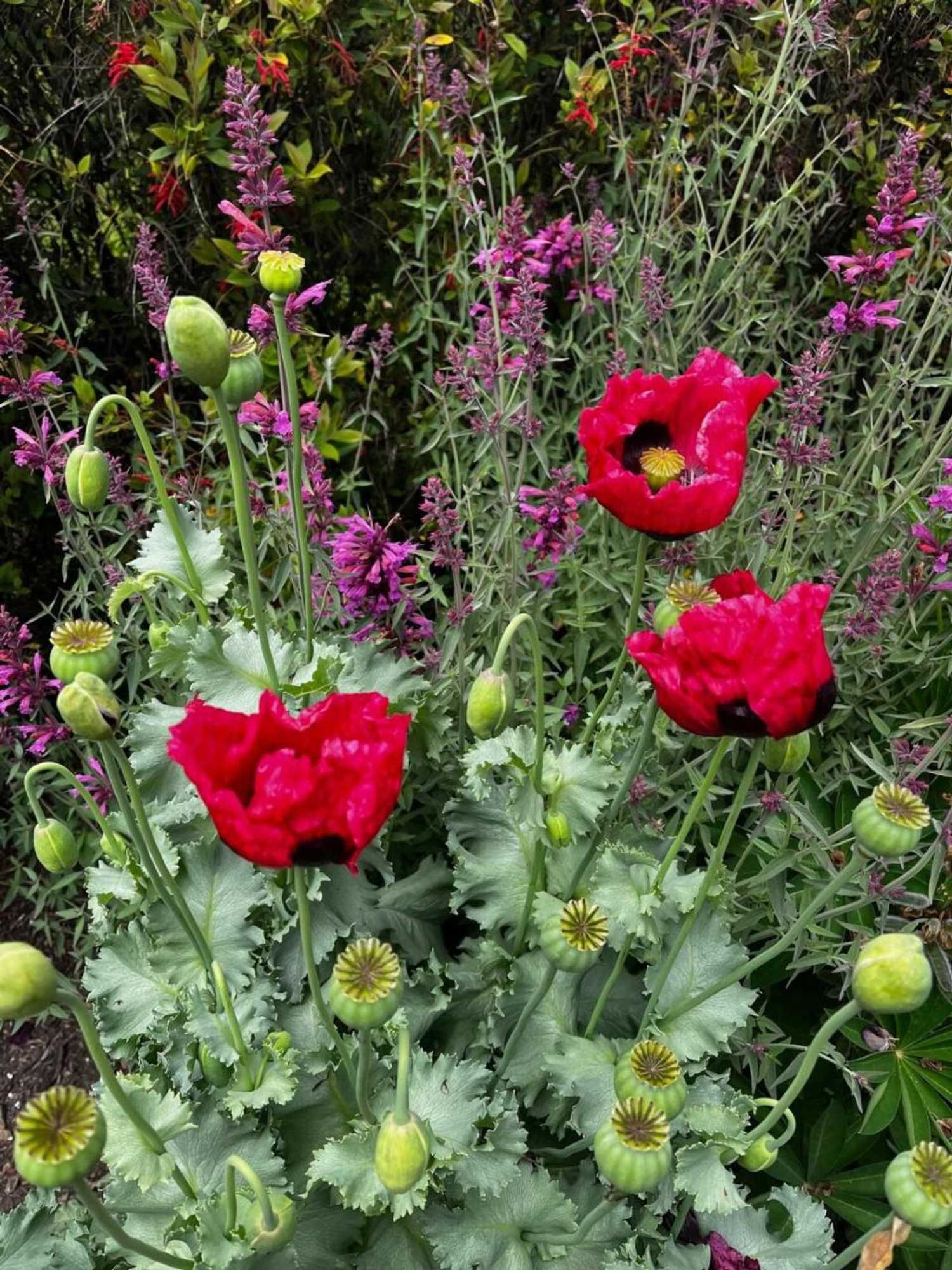 Gift card for Green Gables B&b