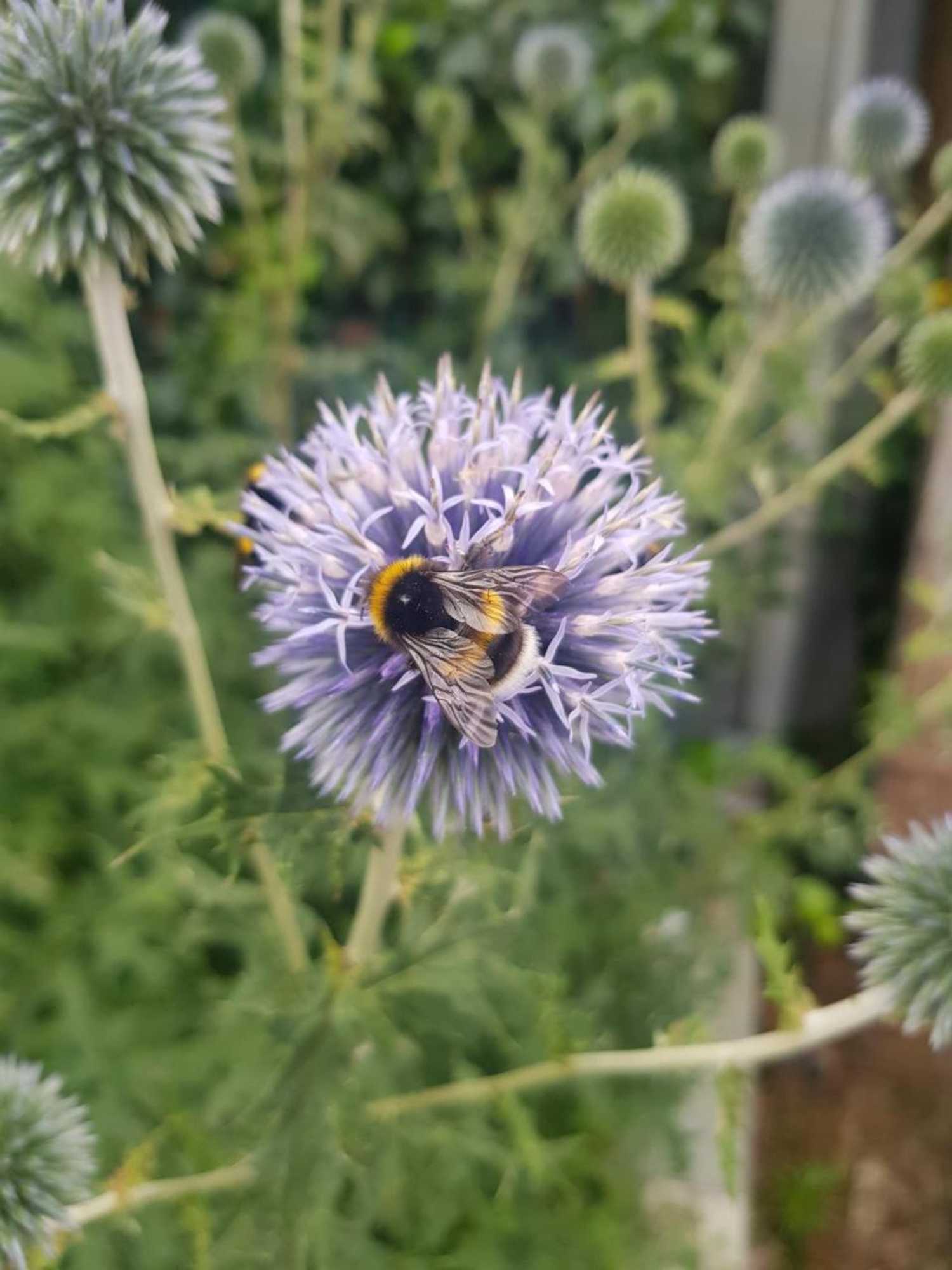 Gift card for Theetuin Onder de Pannen