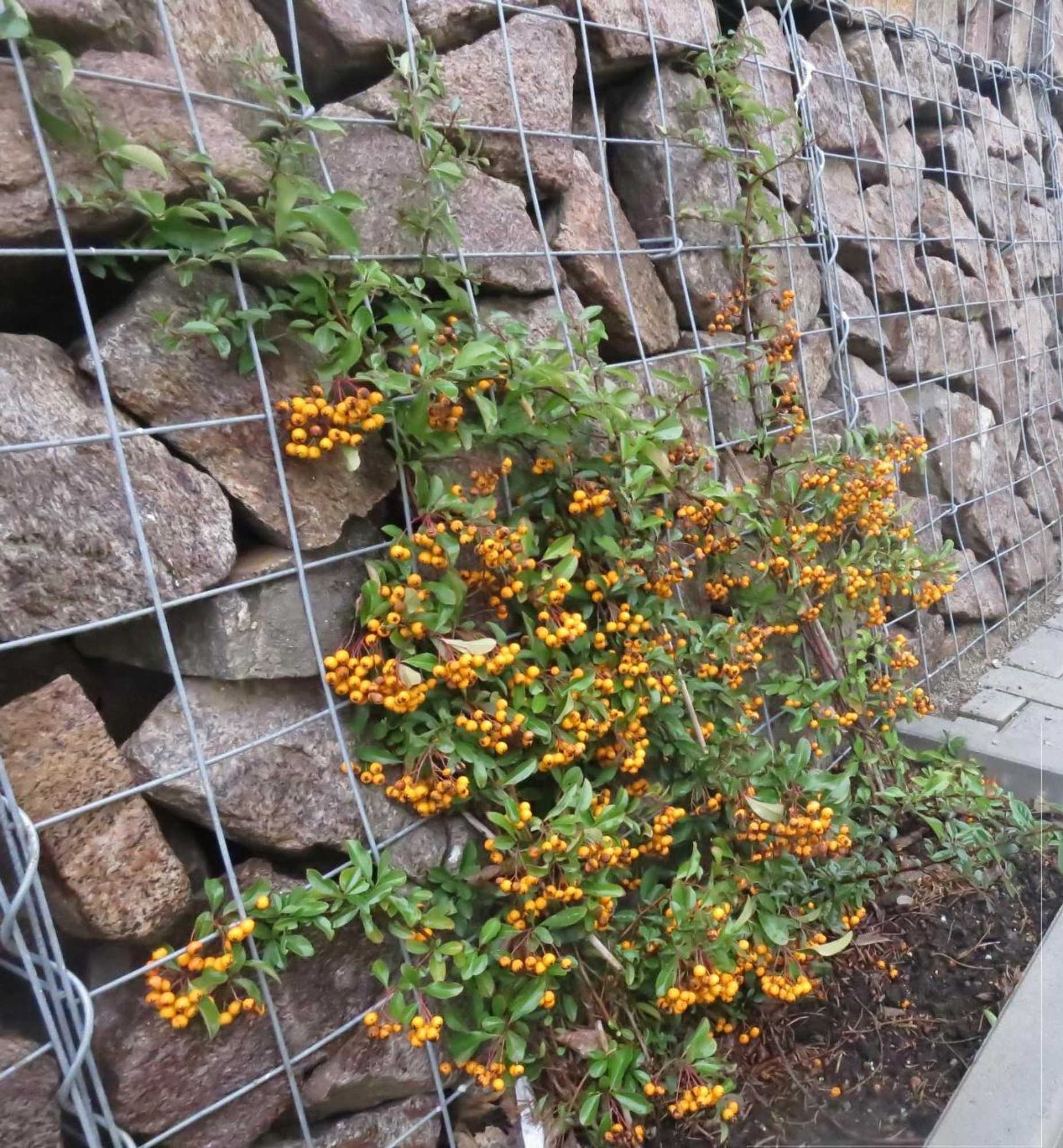 Gift card for Pension Luft