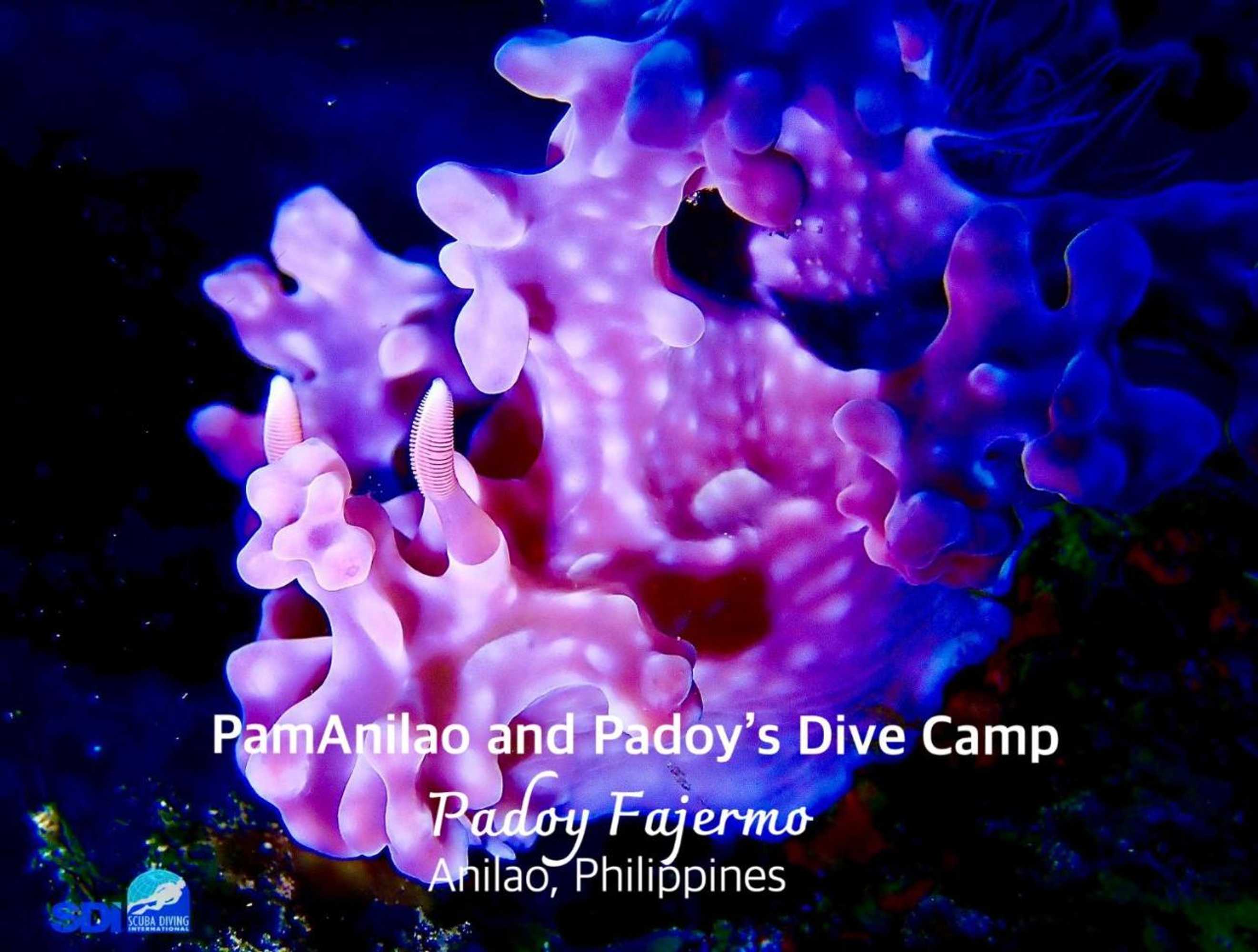 Gift card for Pamanilao And Padoy's Dive Camp Gift card for Pamanilao And Padoy's Dive Camp