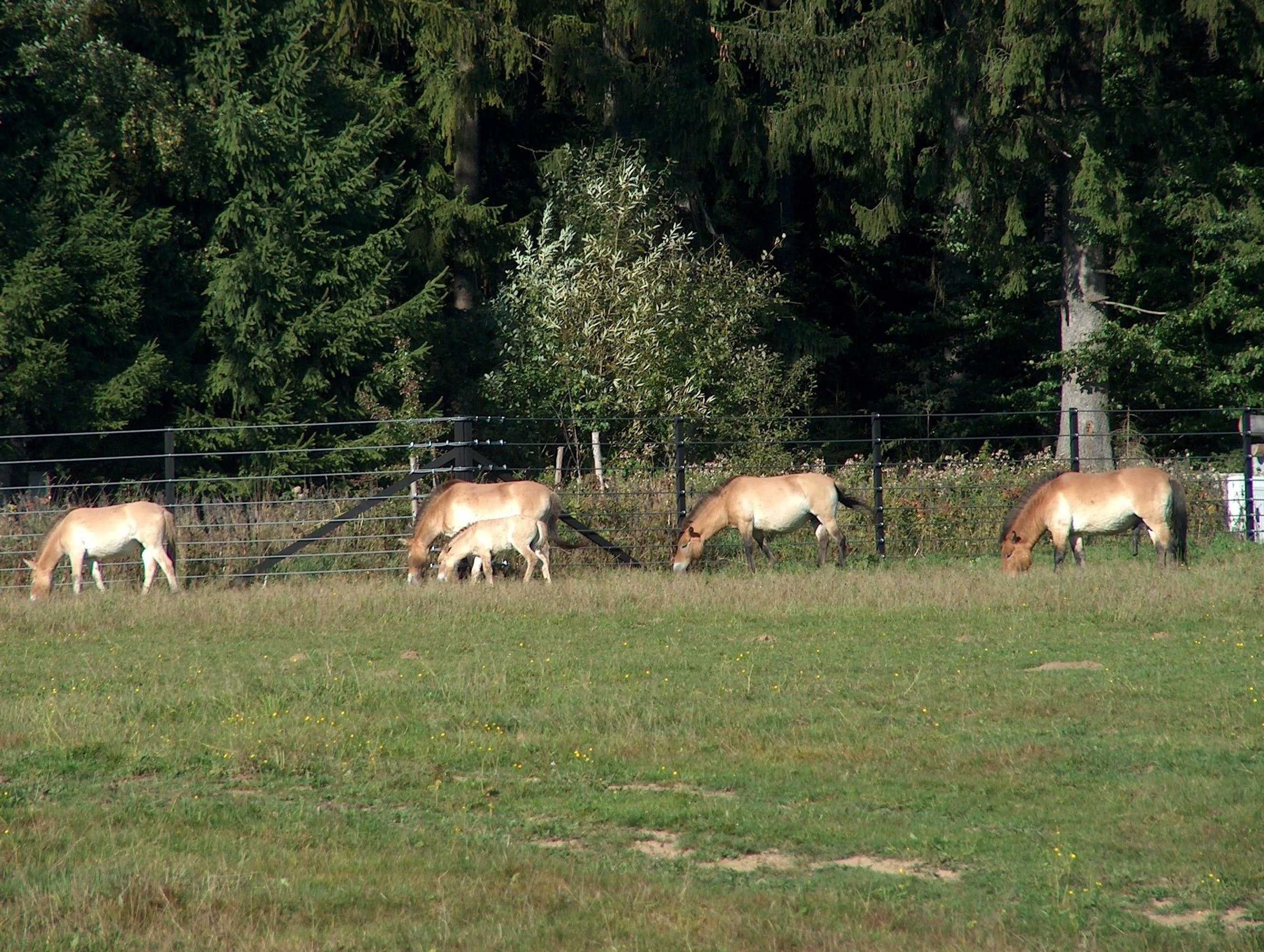 Gift card for Wildnisresidenz am Nationalpark
