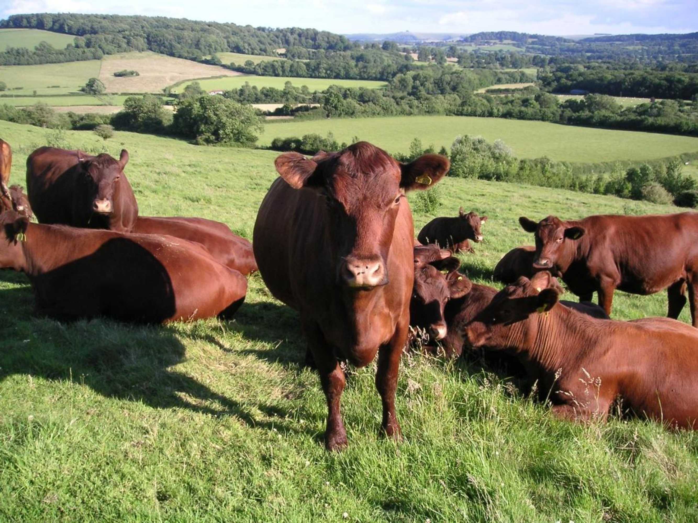 Gift card for Cools Farm B&b + Cottages