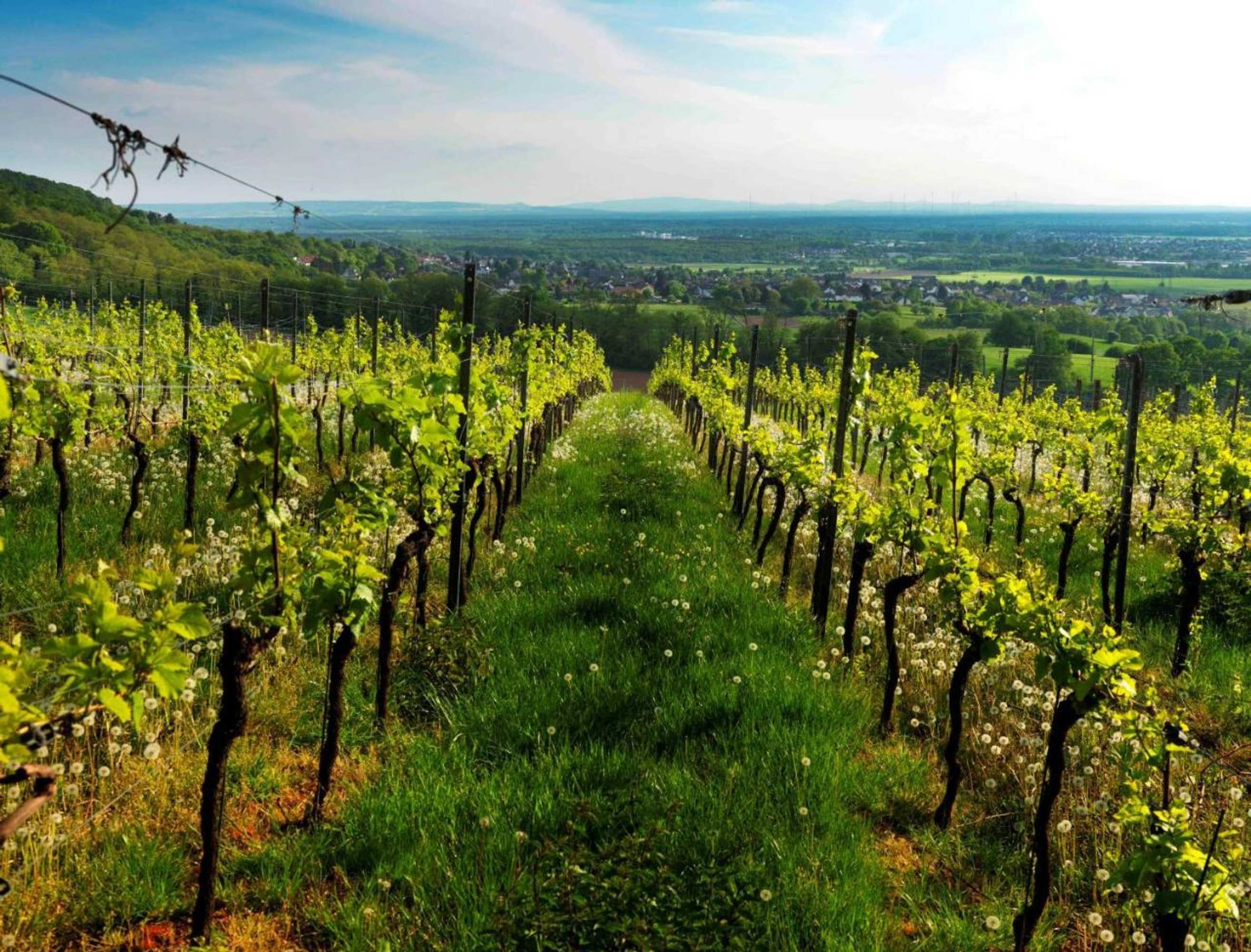 Gift card for Weinmotel Simon 1 a