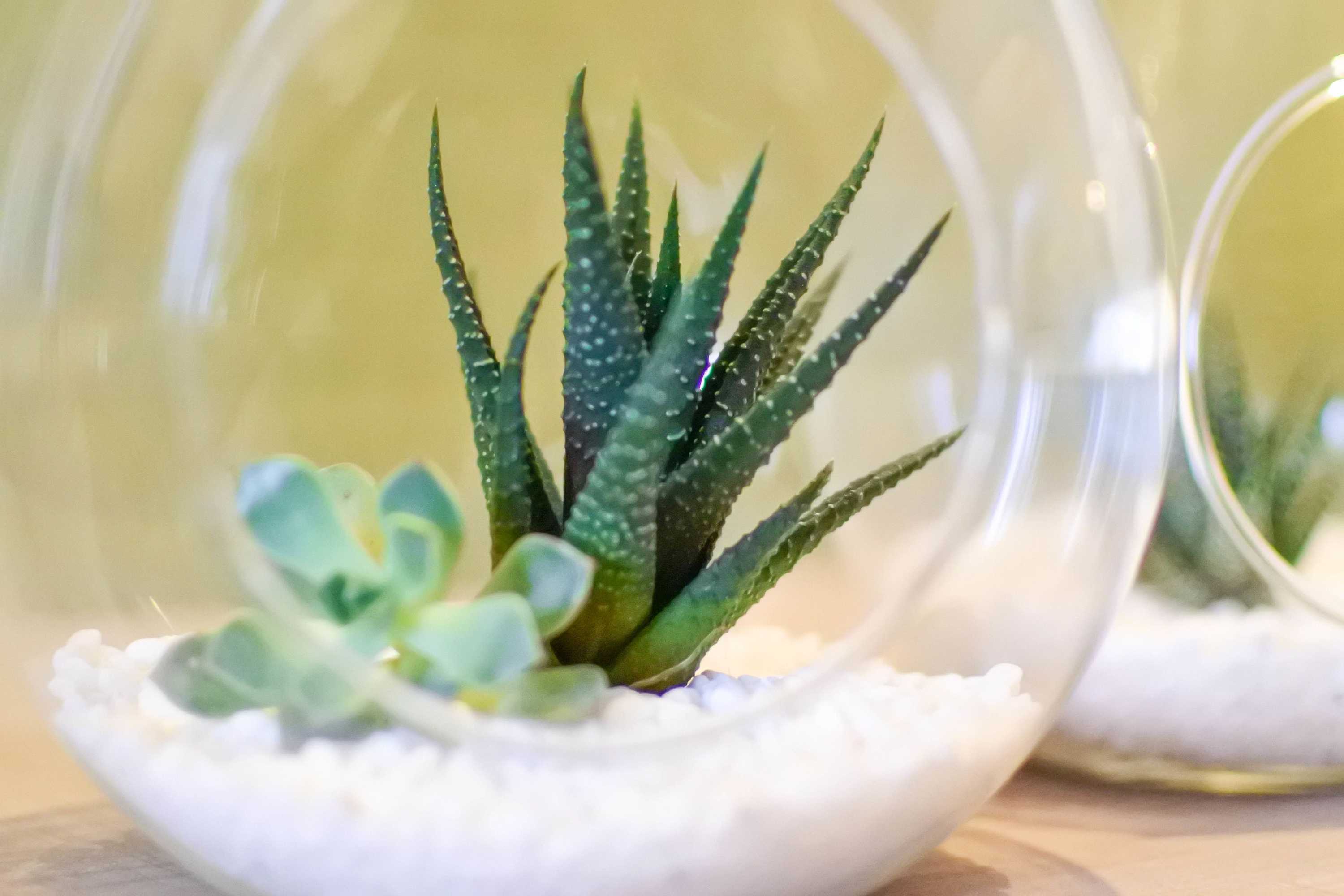 Gift card for Green Hotel - West District