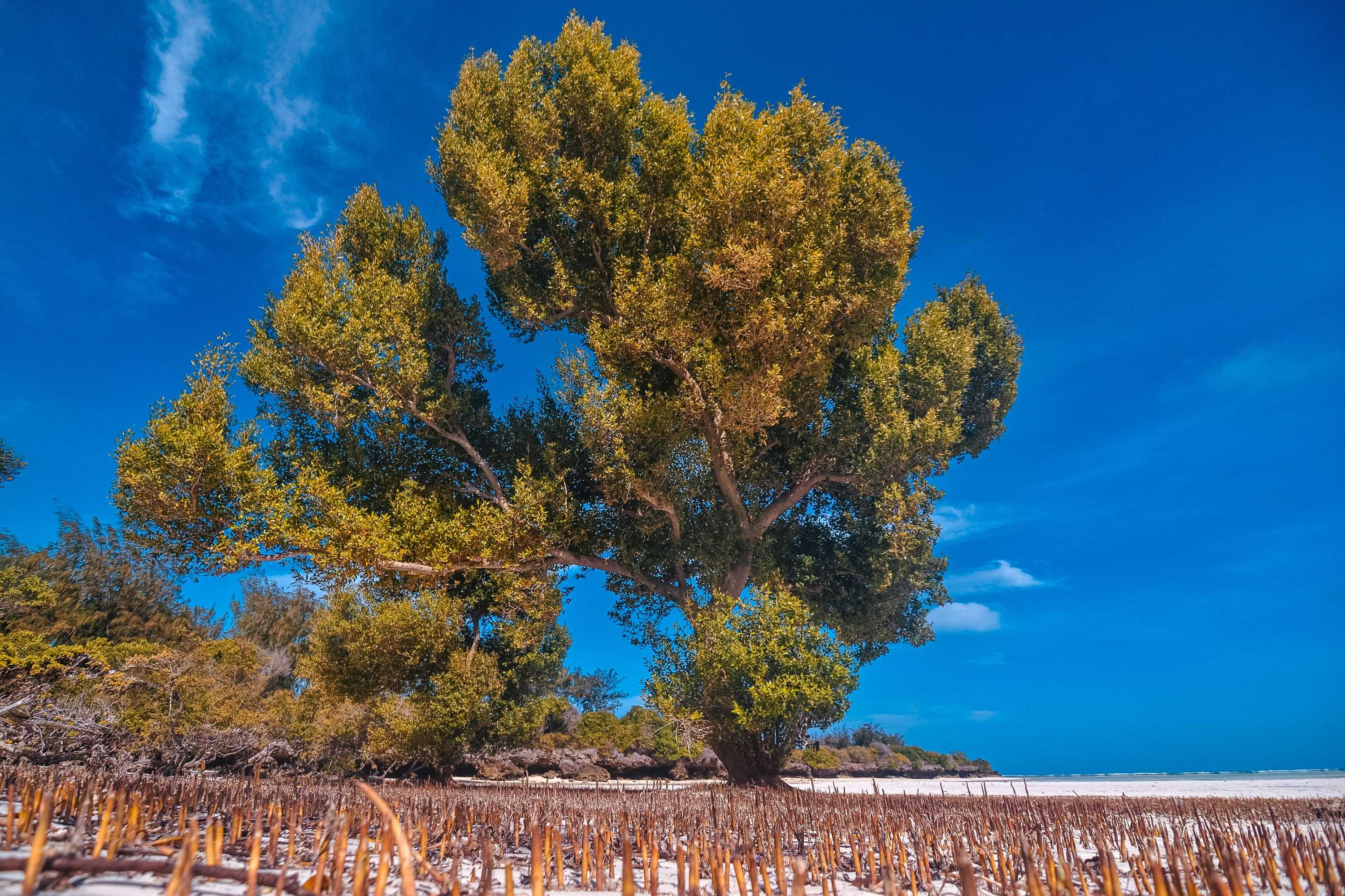 Gift card for Pemba Eco Lodge