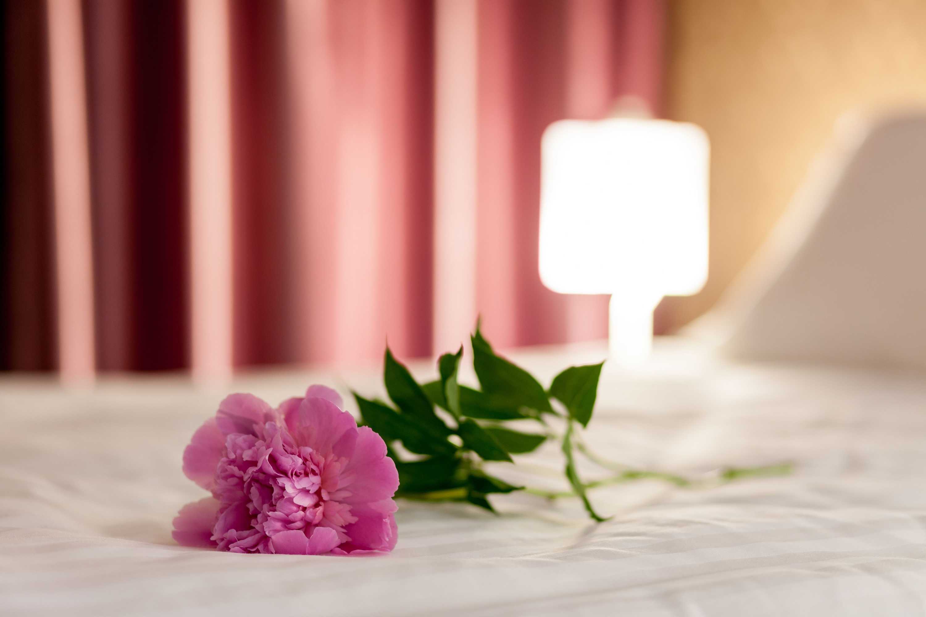 Gift card for Tomis Garden Apartments Mamaia Gift card for Tomis Garden Apartments Mamaia