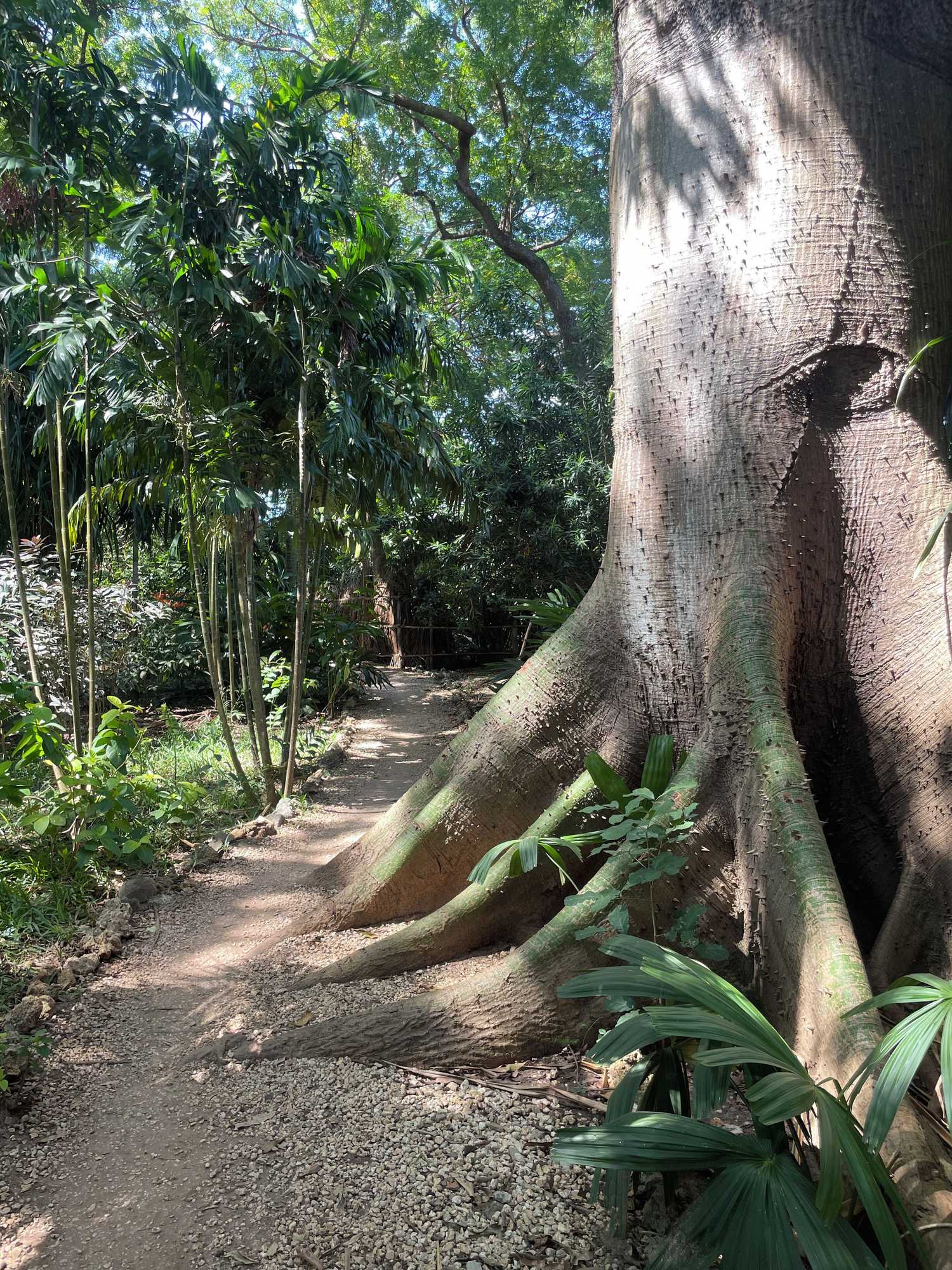 Gift card for Mbweni Ruins & Gardens Gift card for Mbweni Ruins & Gardens