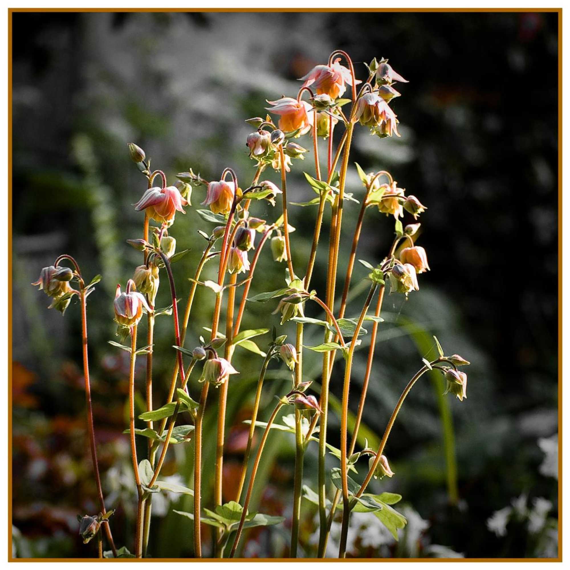 Gift card for The Old Stables