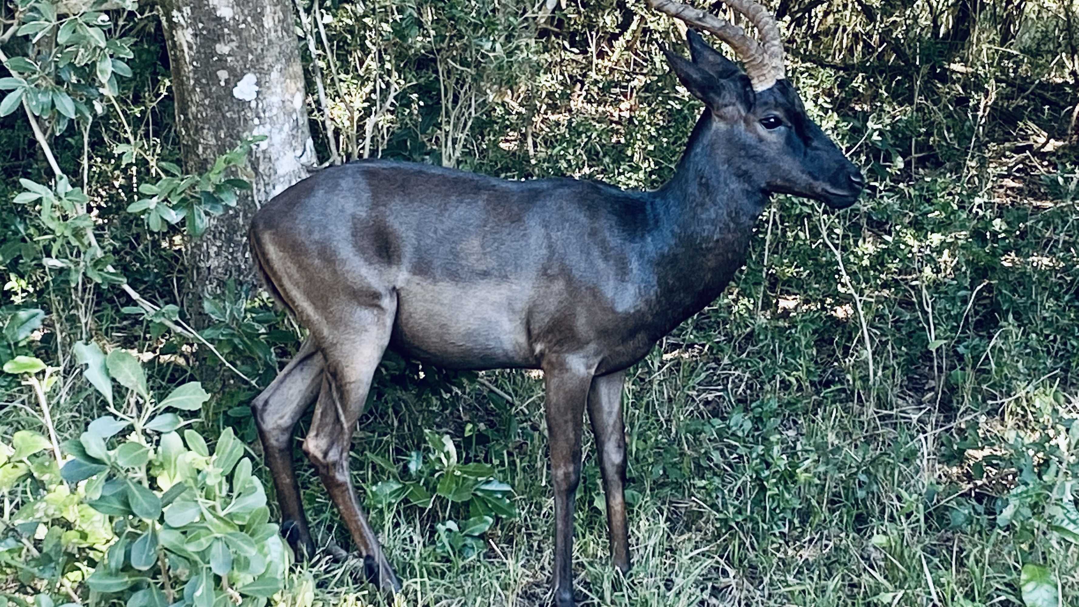 Gift card for Ezulwini Game Lodge