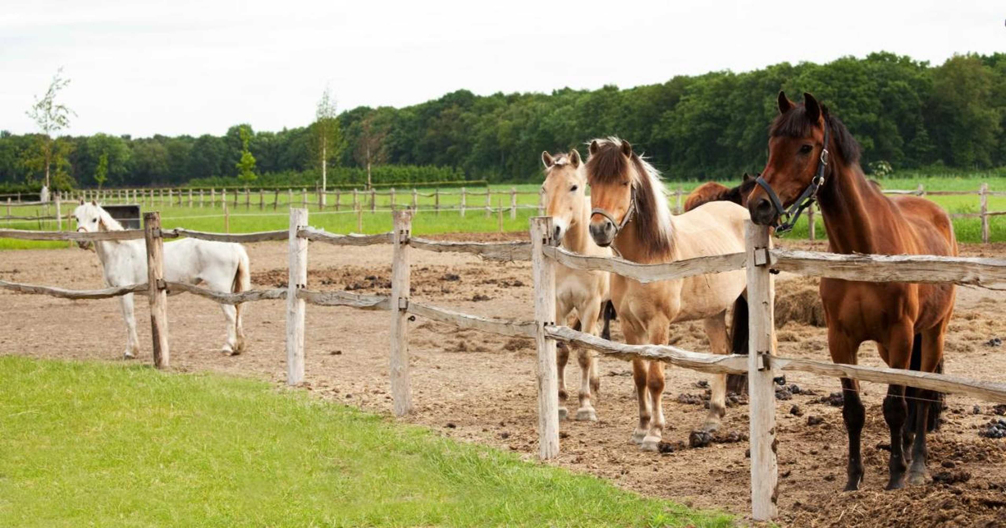 Gift card for Hotel Restaurant D'n Dries