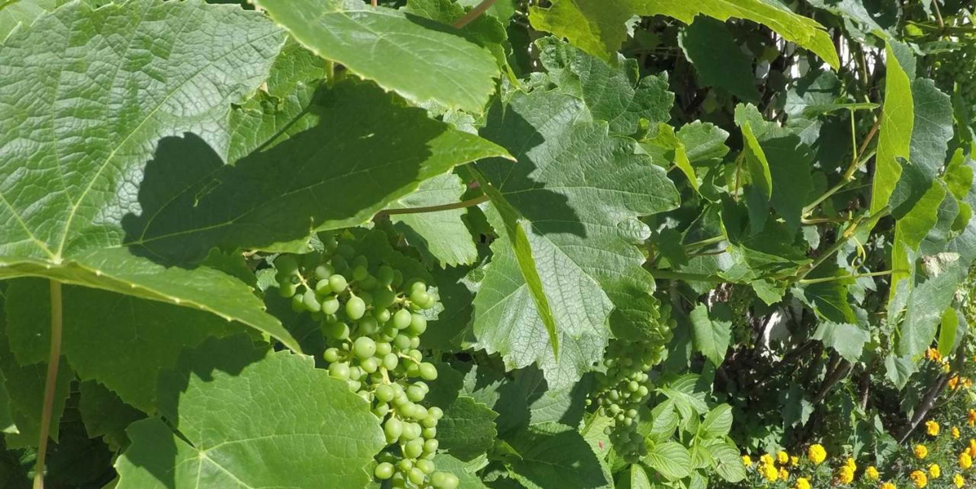 Gift card for Hotel Garni Traube