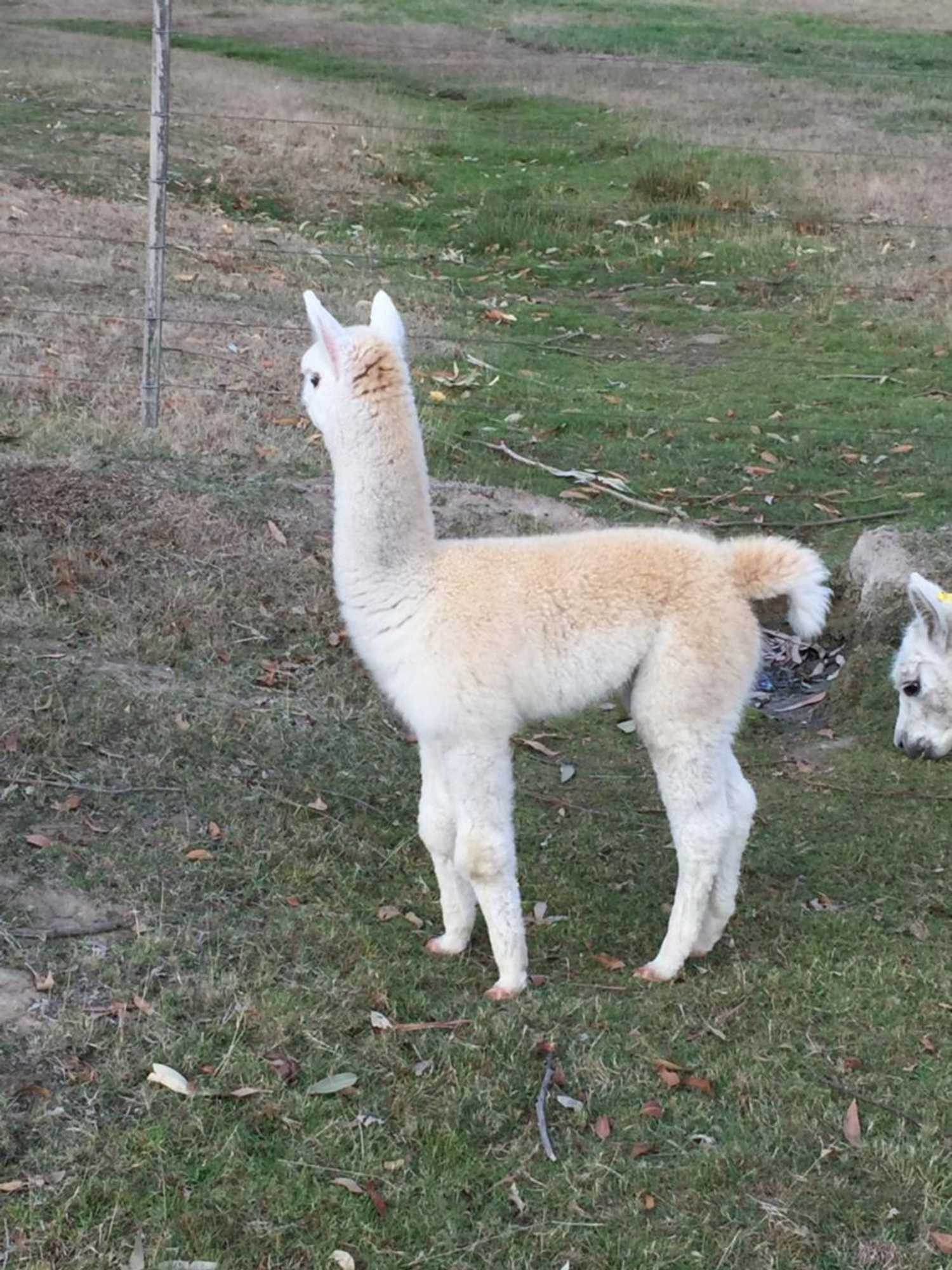 Gift card for Raynella Alpaca Farmstay