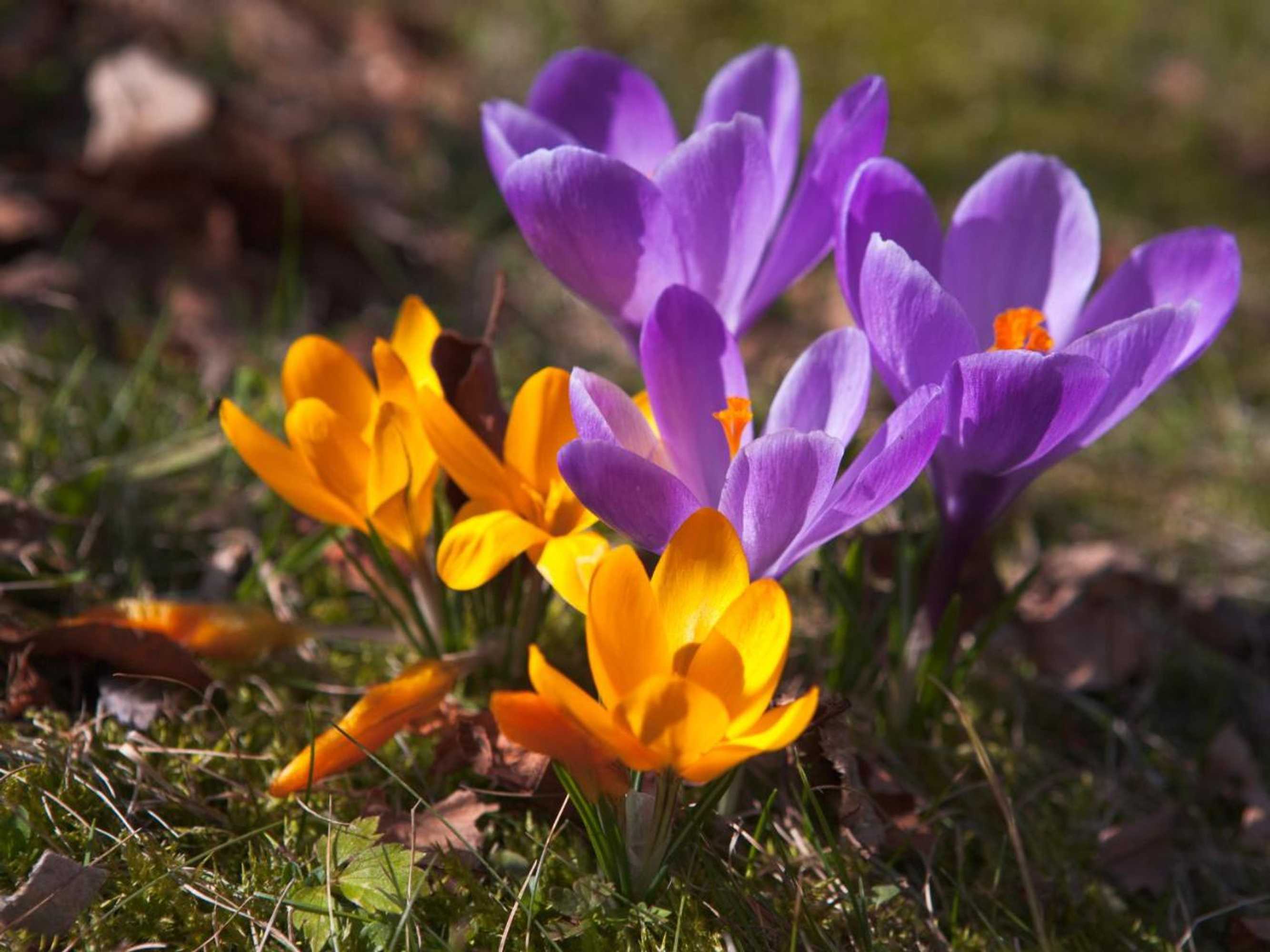 Gift card for Landhotel Zum Hammer