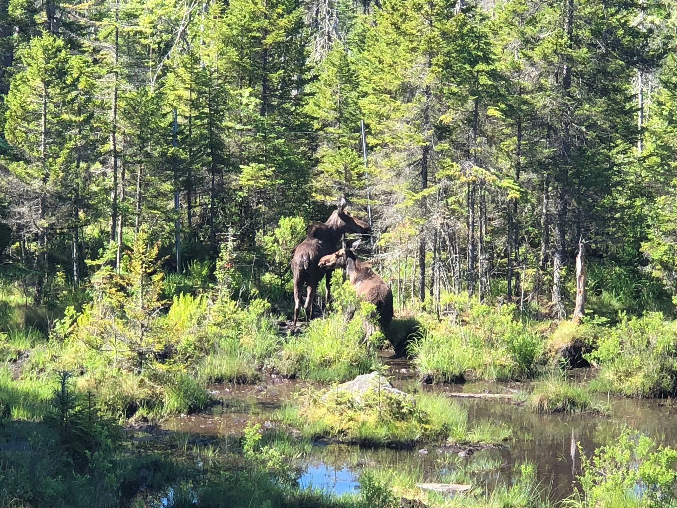 Gift card for Moose Lodge And Cabins by Bretton Woods Vacations Gift card for Moose Lodge And Cabins by Bretton Woods Vacations