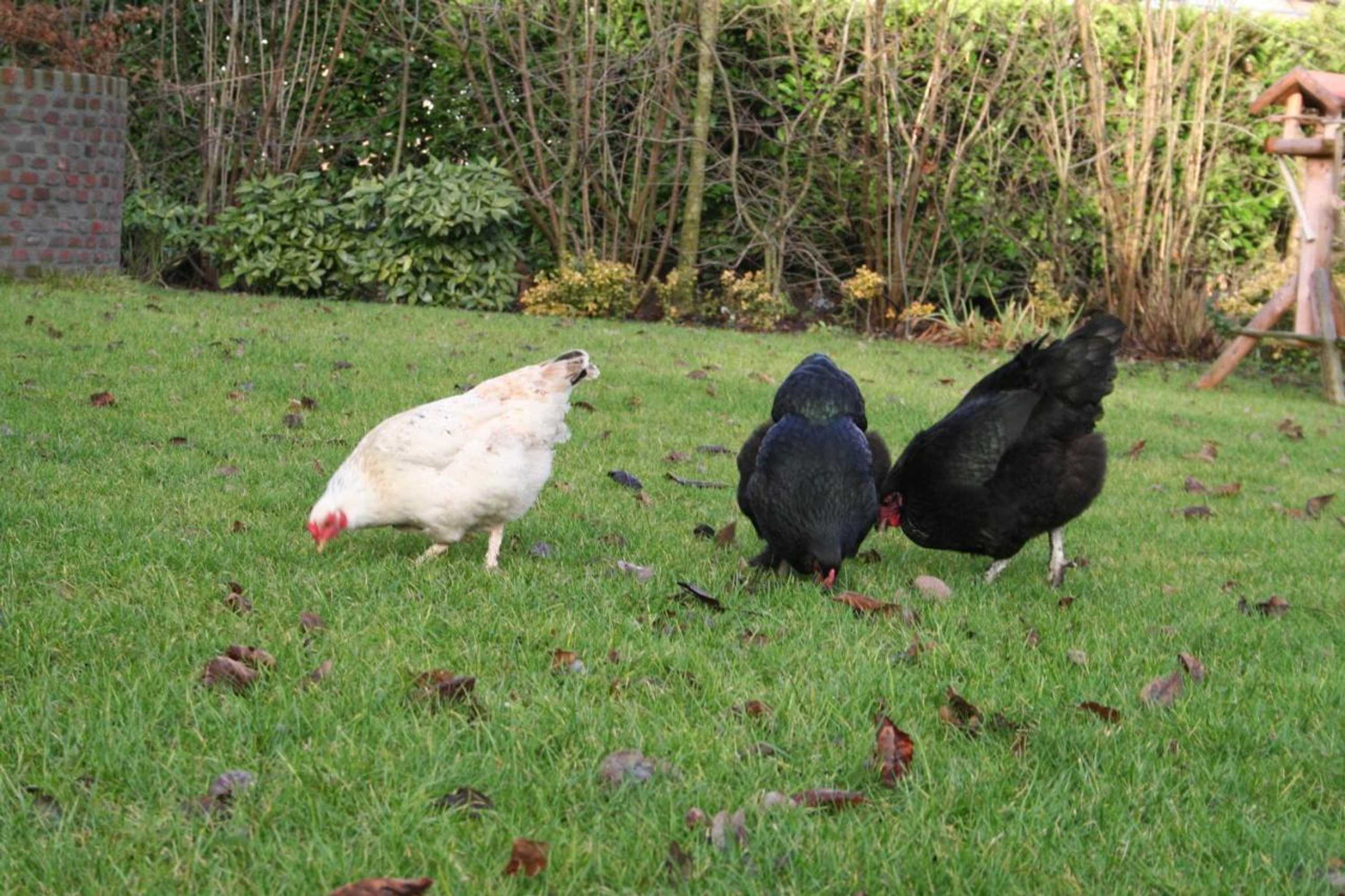 Gift card for Cultuurlogies Looeind