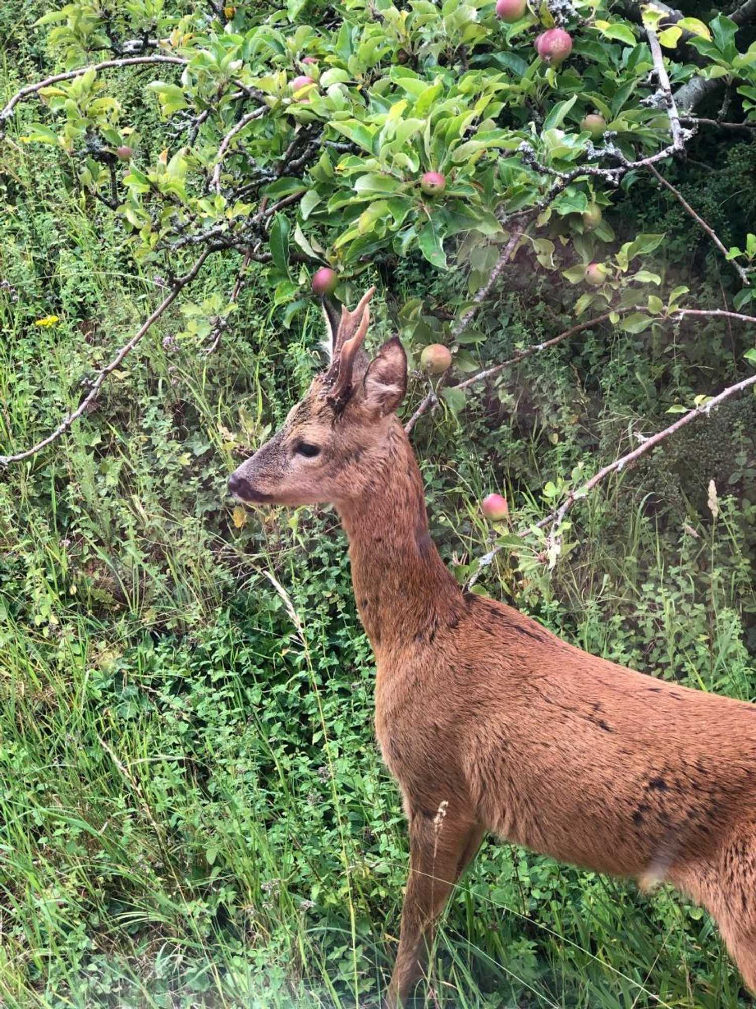 Gift card for Yellowham Farm
