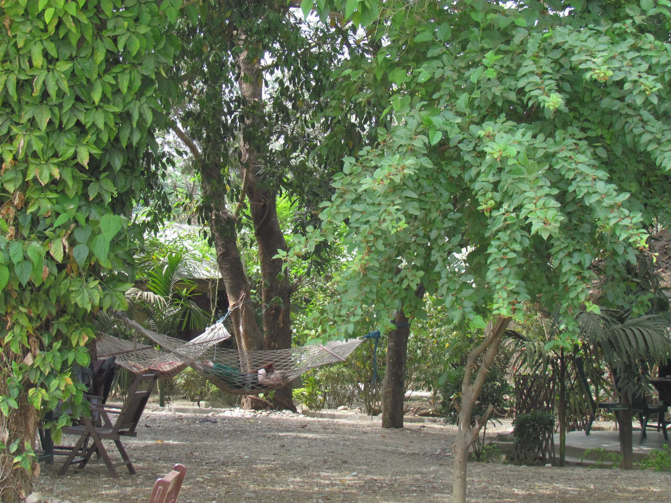 Gift card for Chitwan Gaida Lodge - Animal Lovers & Birdwatchers Paradise Gift card for Chitwan Gaida Lodge - Animal Lovers & Birdwatchers Paradise