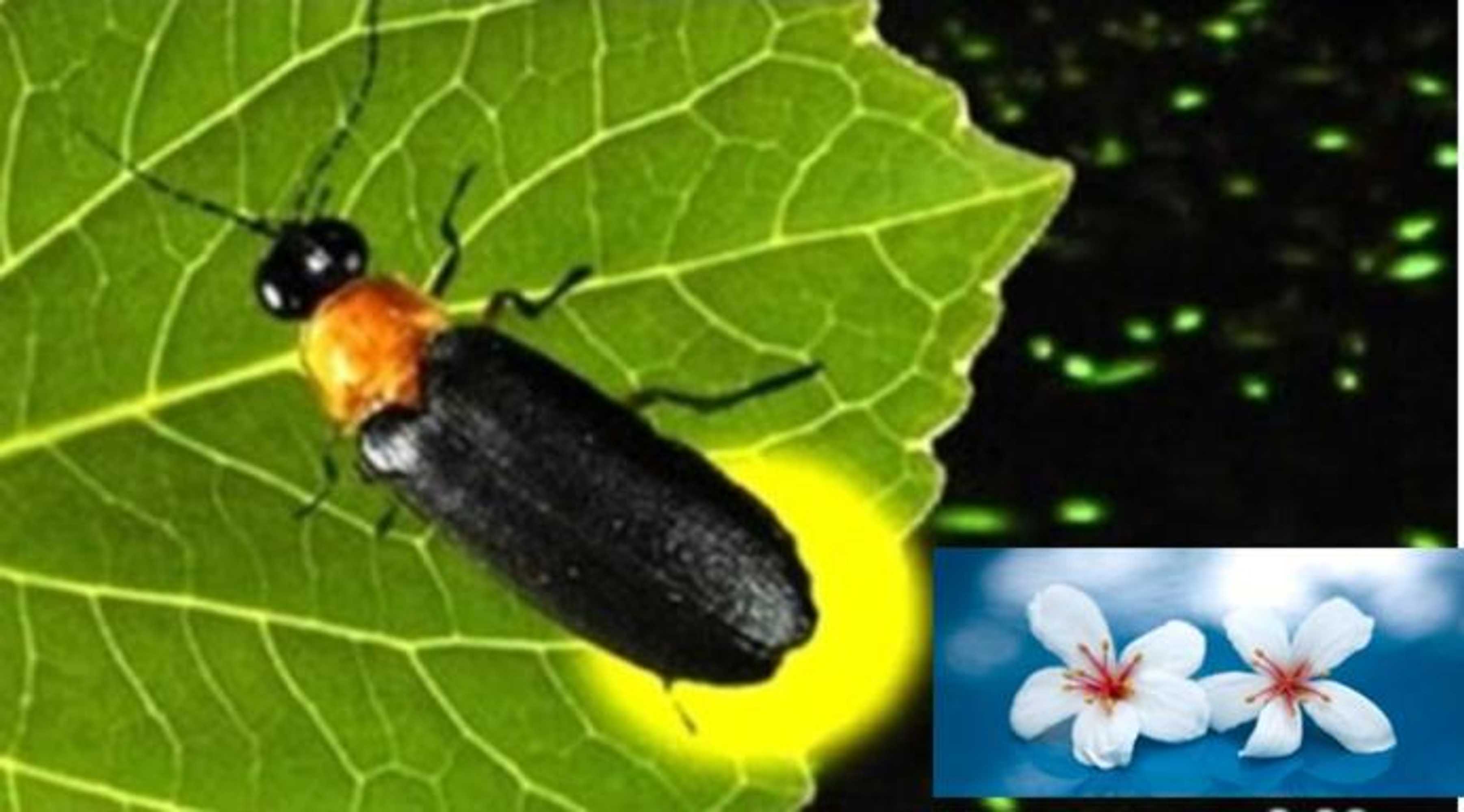 Gift card for Shan Tong Ya Zhu Homestay