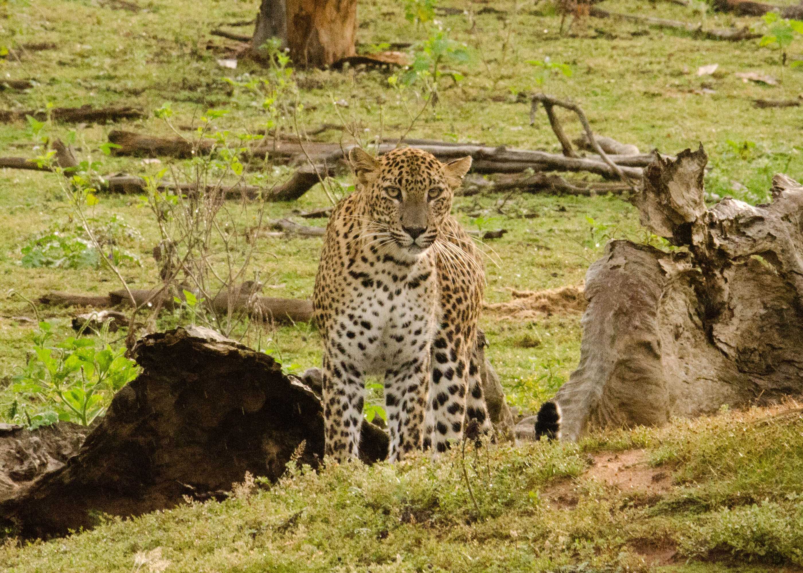 Gift card for Big Game Yala by Eco Team Gift card for Big Game Yala by Eco Team