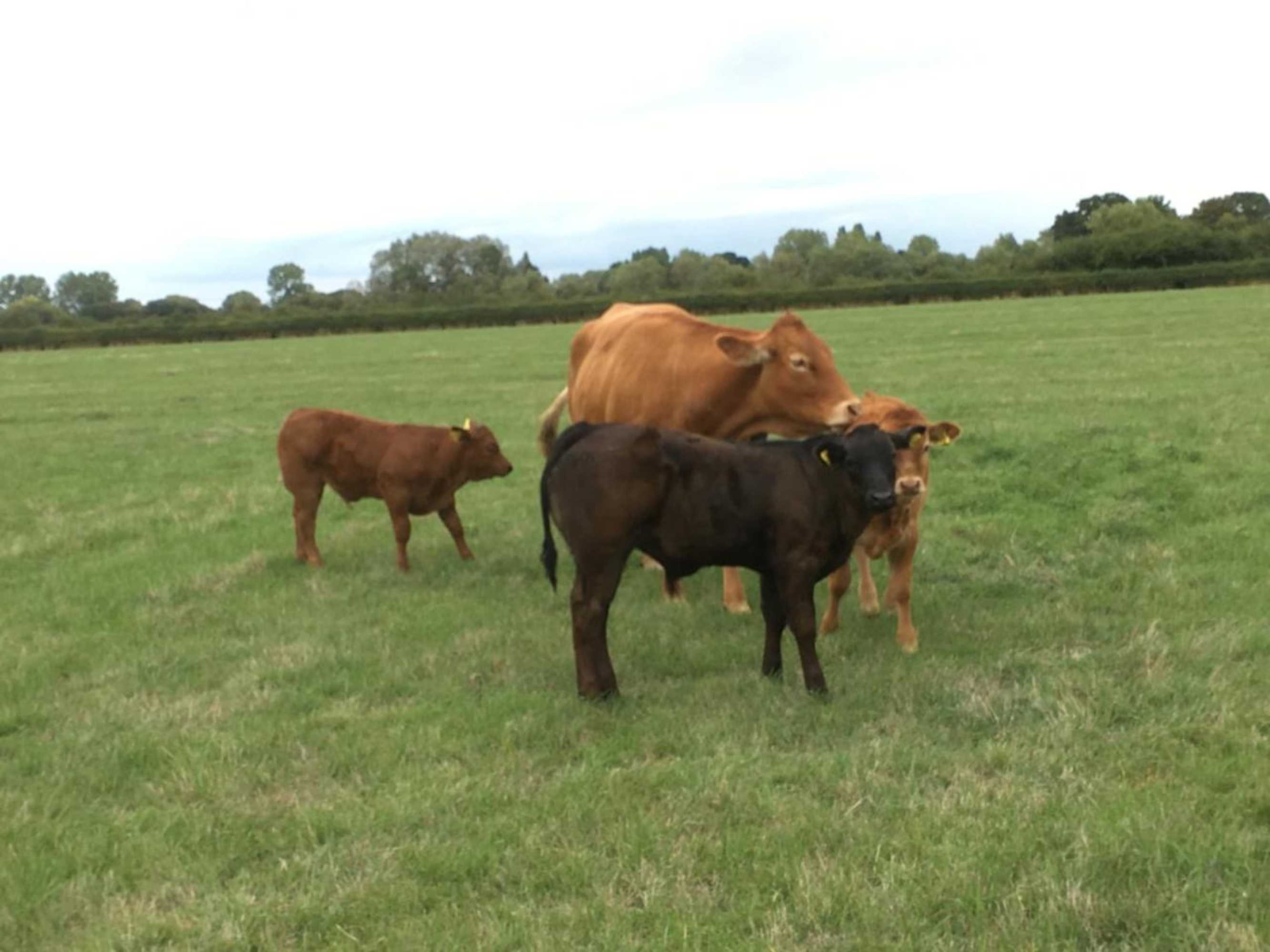 Gift card for Weatherhead Farm