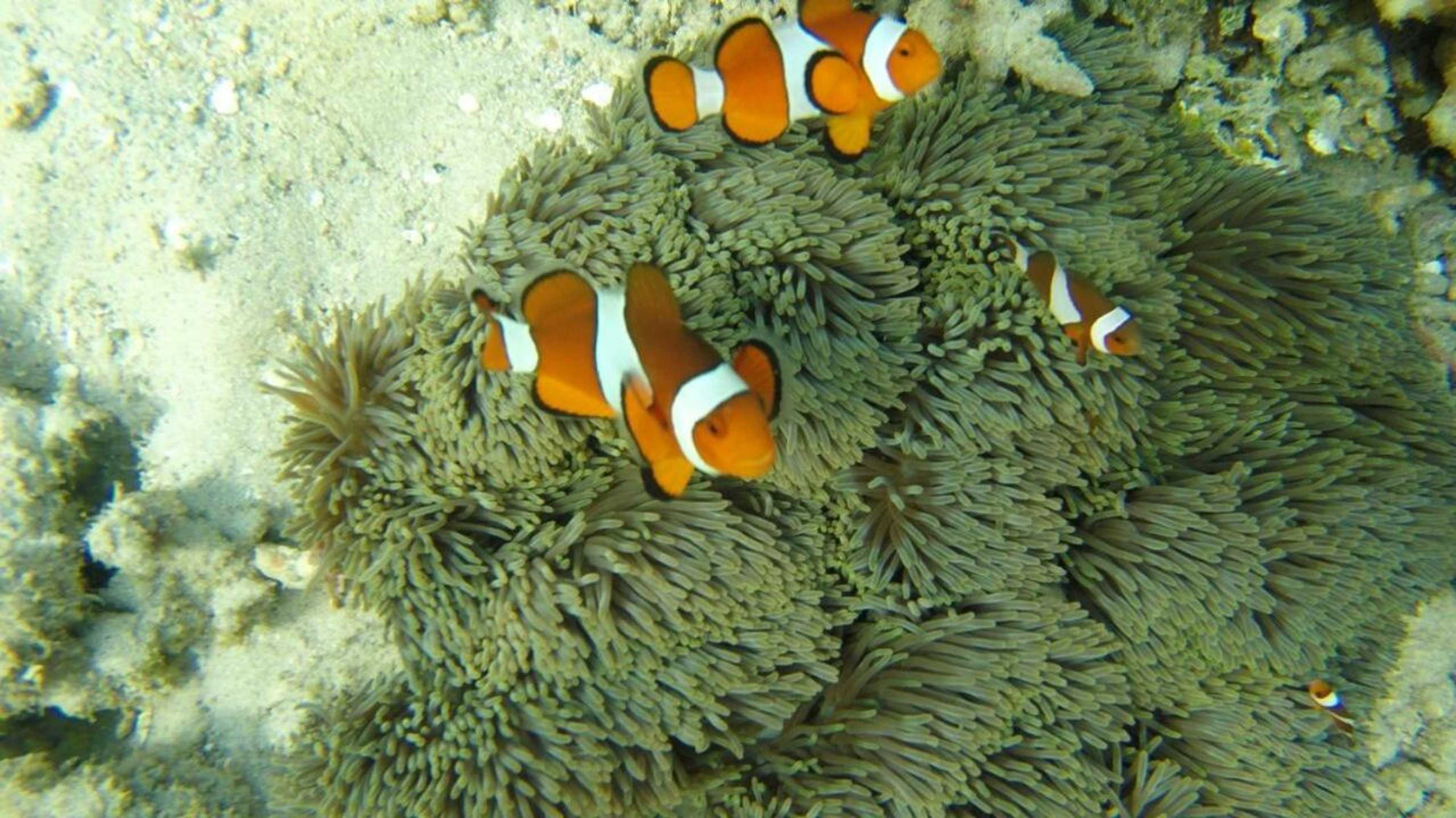 Gift card for Bidara Cottage