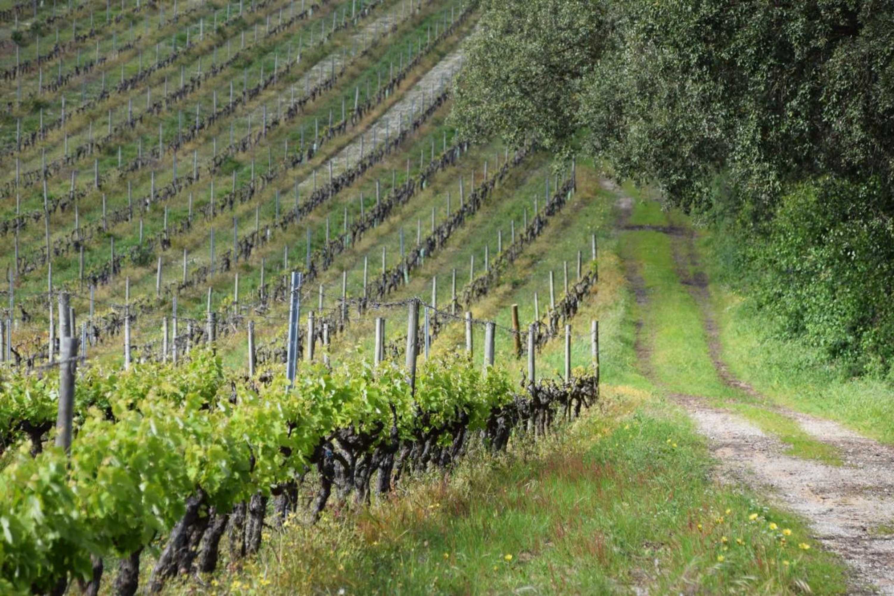 Gift card for Quinta De Catralvos