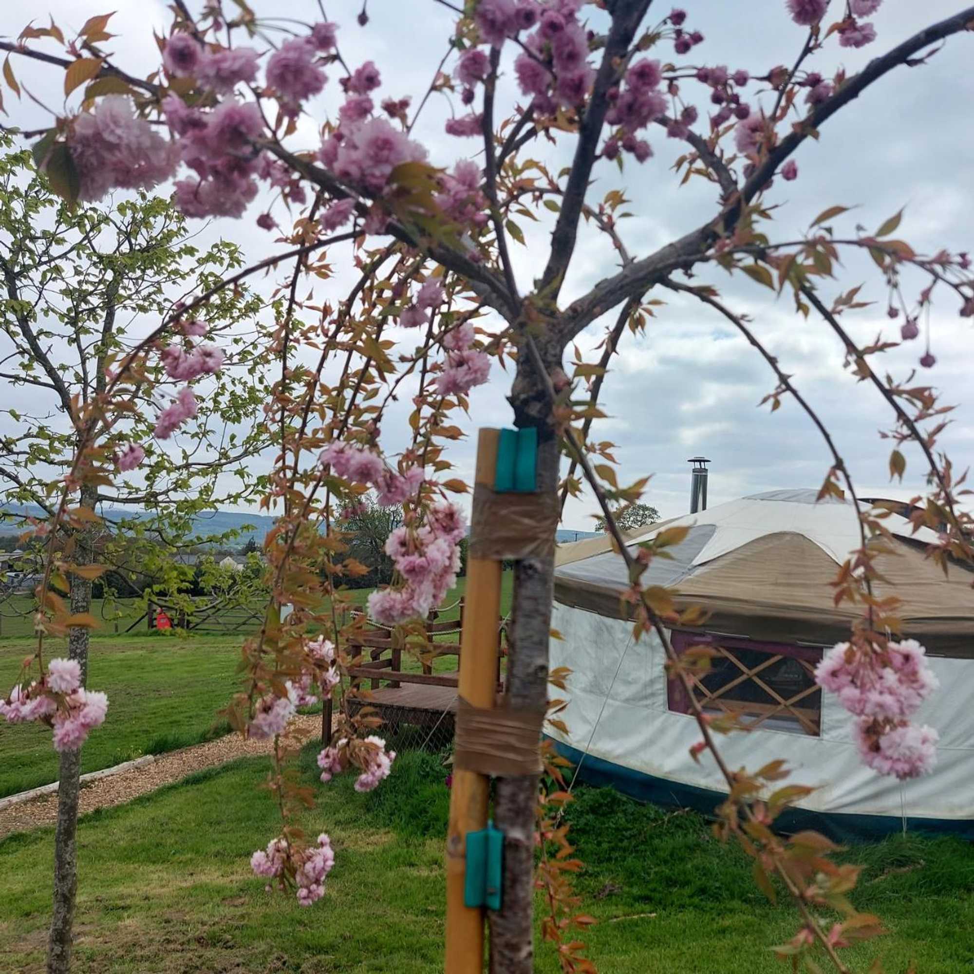 Gift card for Little Oakhurst