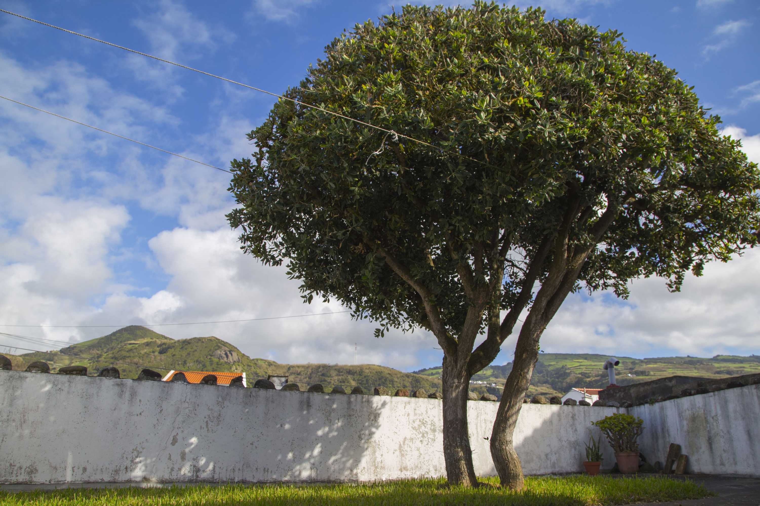 Gift card for Magnólia