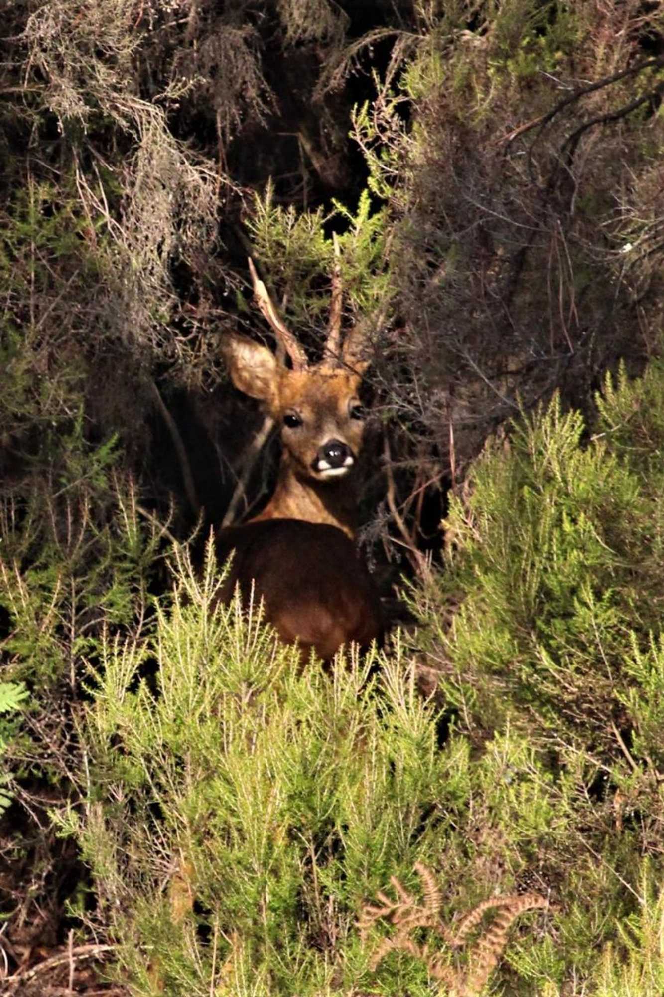 Gift card for Casa da Comareira