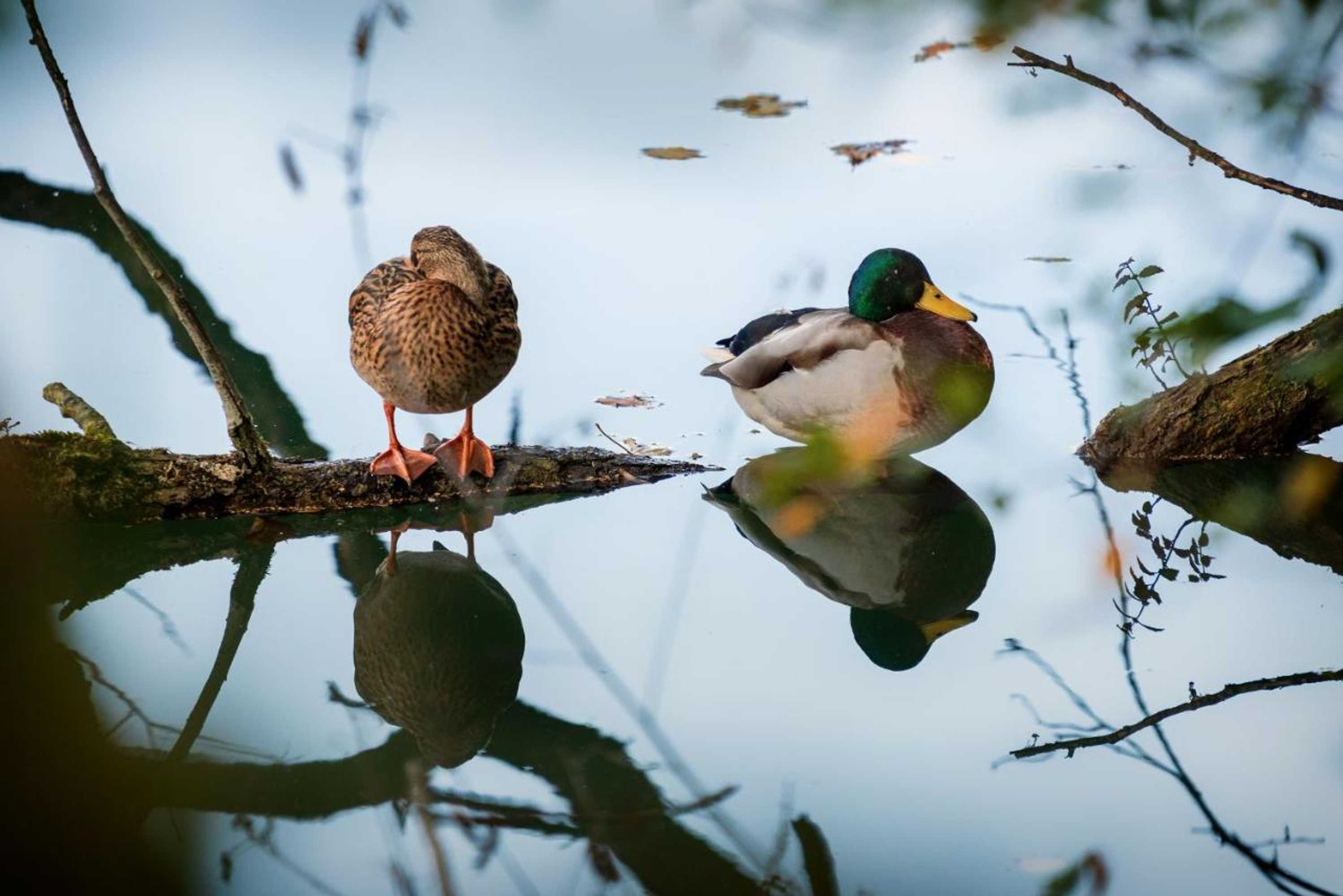 Gift card for Motel Hohenems