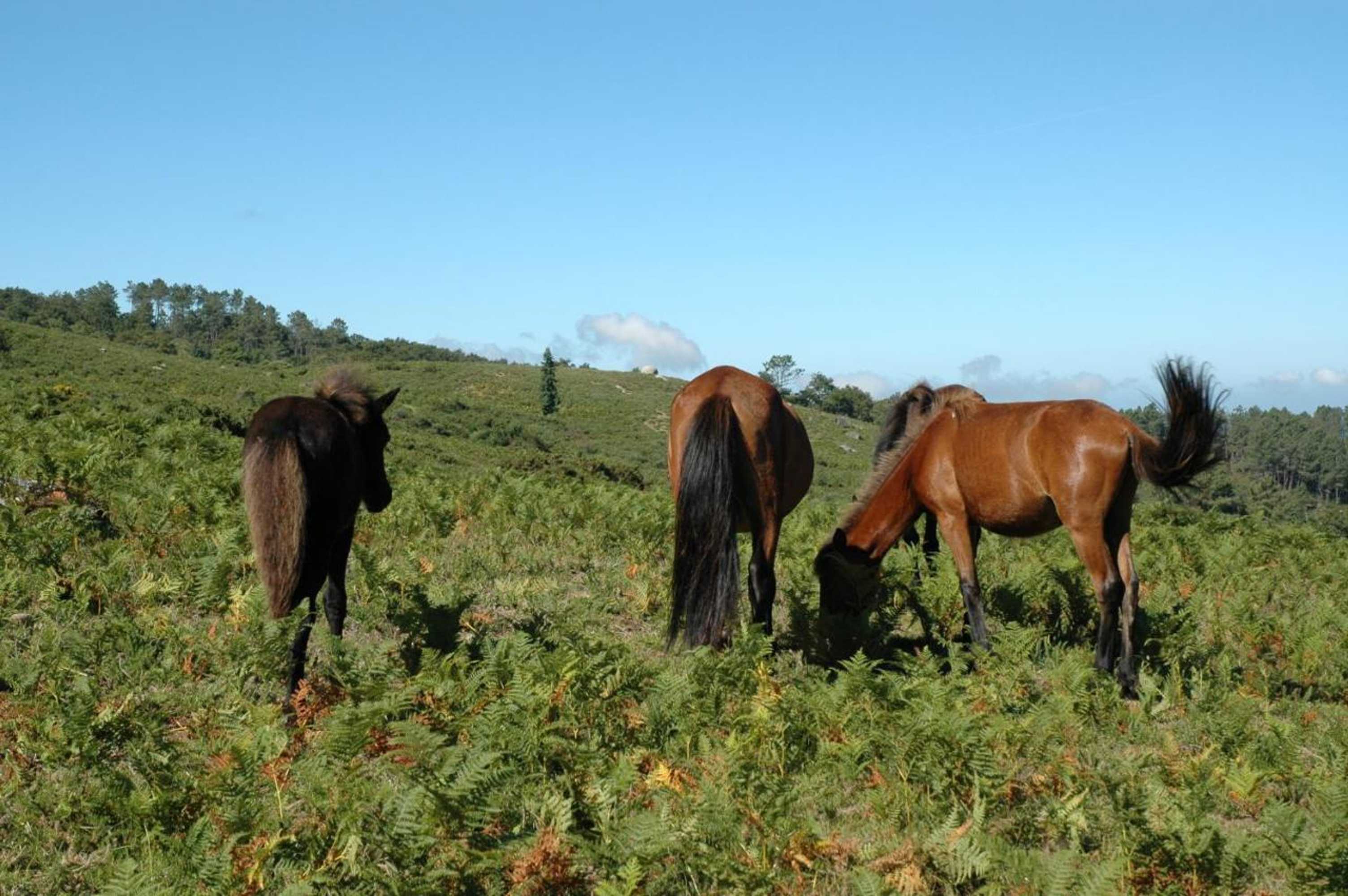 Gift card for Casa de Campo Monte Abades